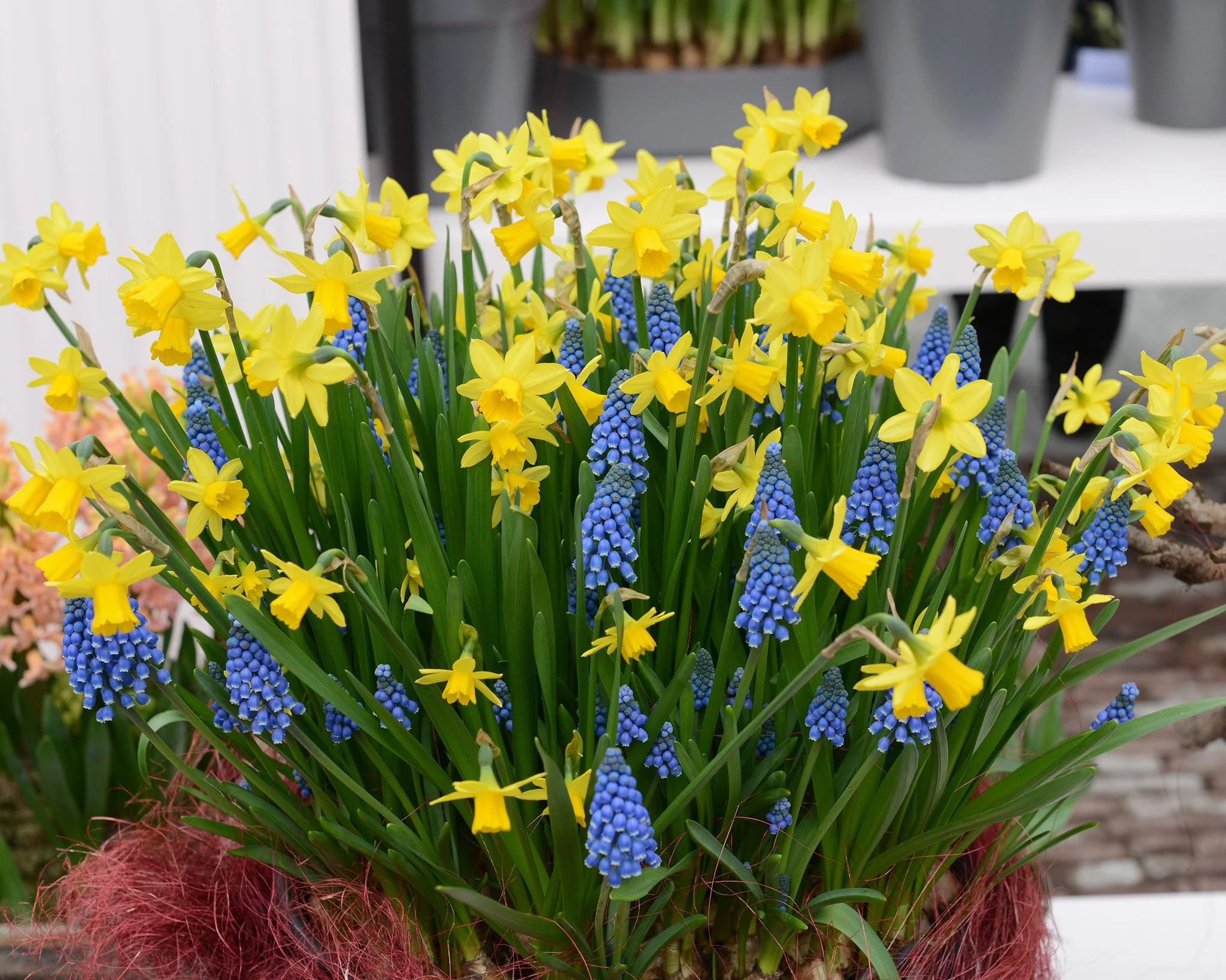 Narcissus 'Tête à Tête' - Image 14