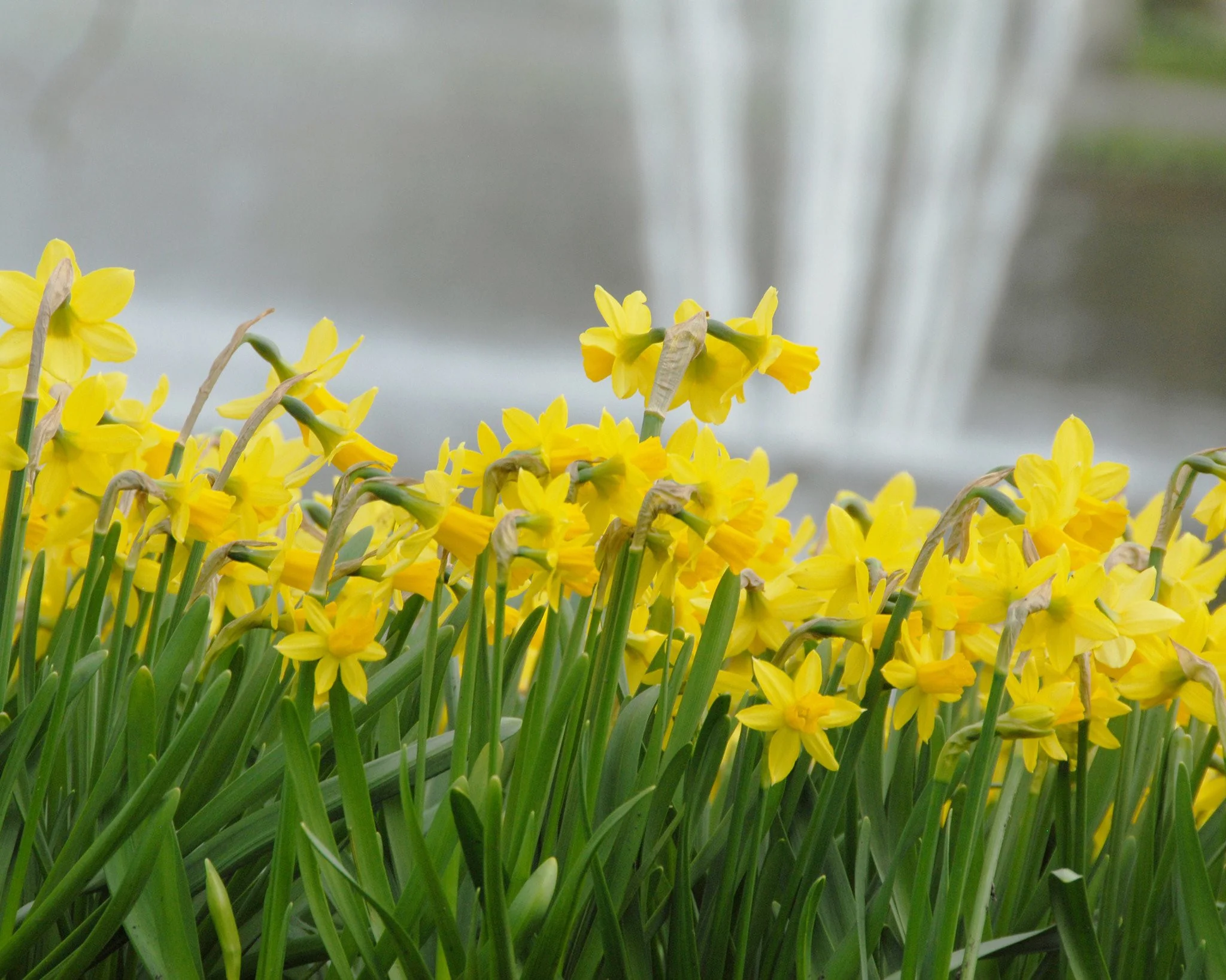 Narcissus 'Tête à Tête' - Image 15
