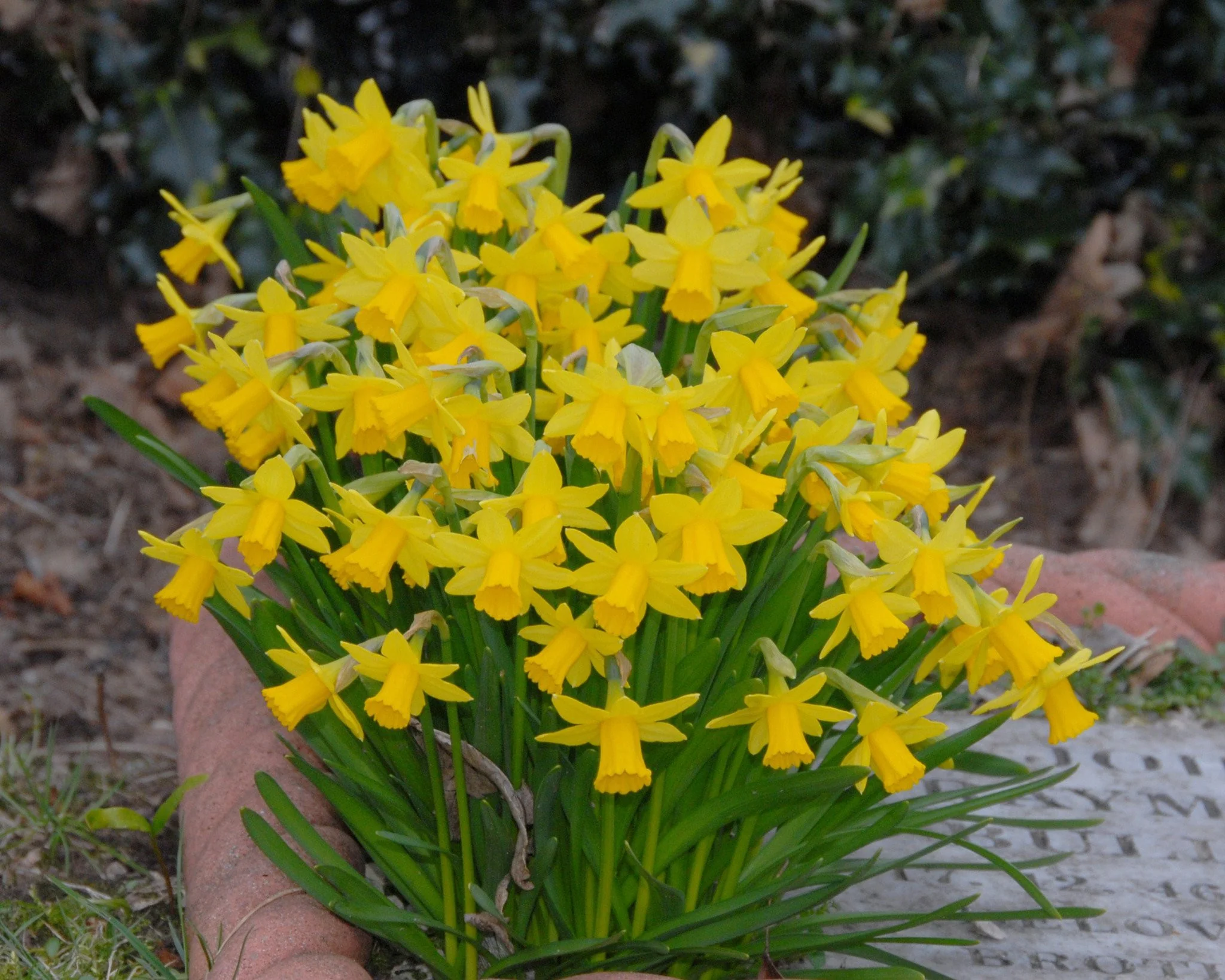 Narcissus 'Tête à Tête' - Image 3
