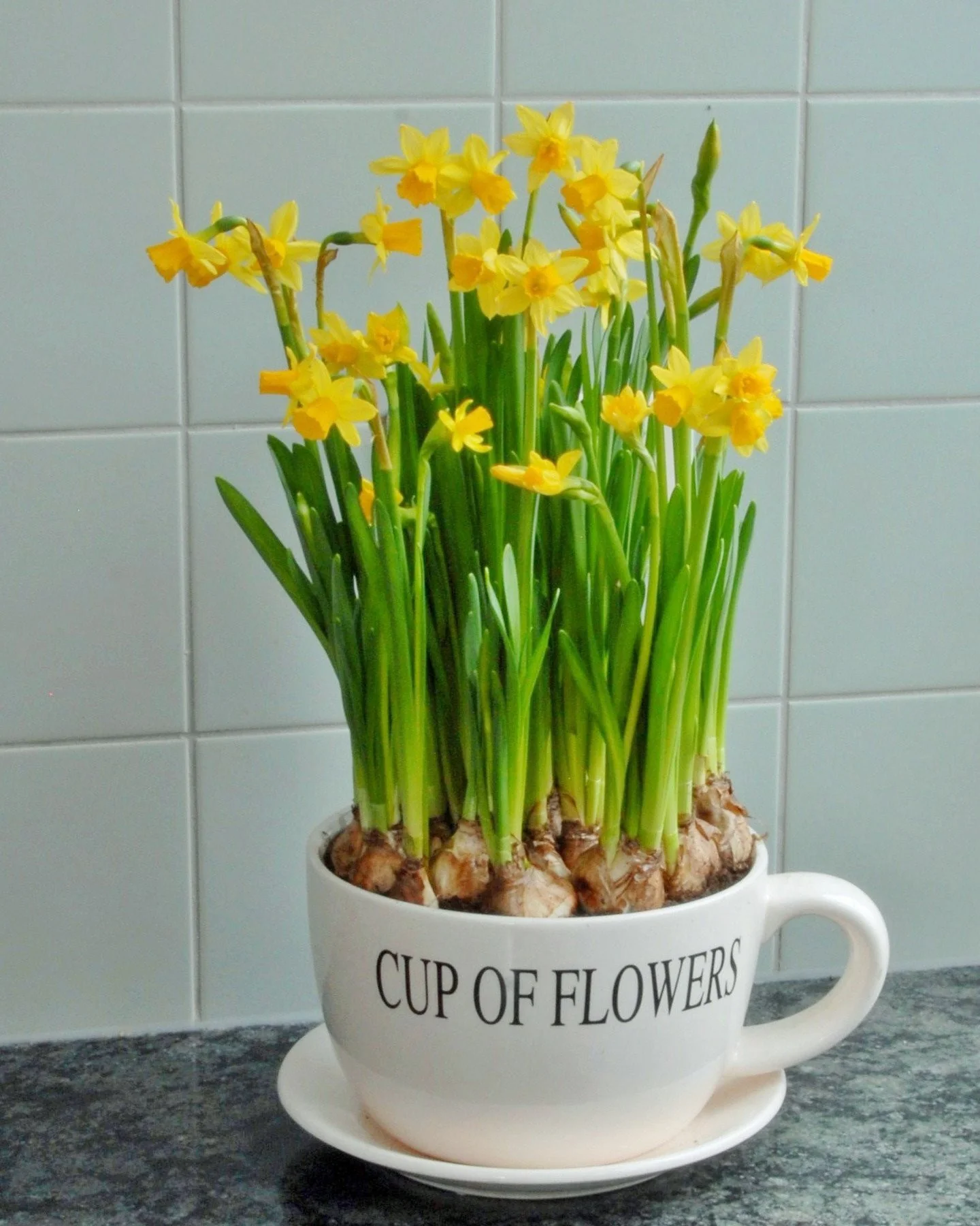 Narcissus 'Tête à Tête' - Image 7