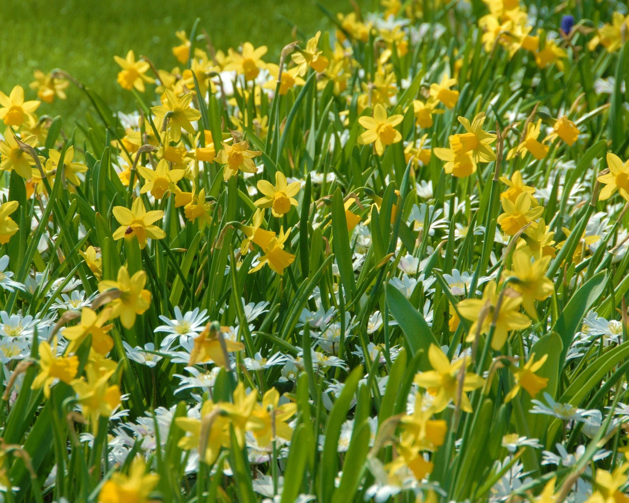 Narcissus 'Tête à Tête' - Image 8