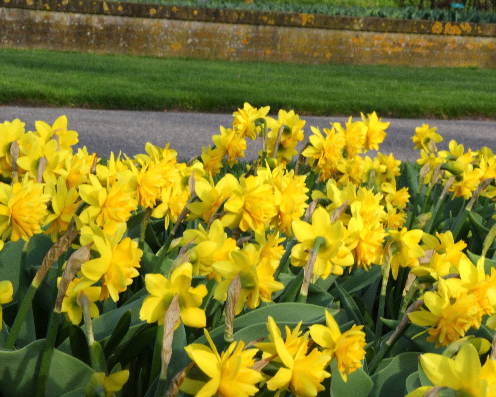 Narcissus 'Tête Bouclé' - Image 4