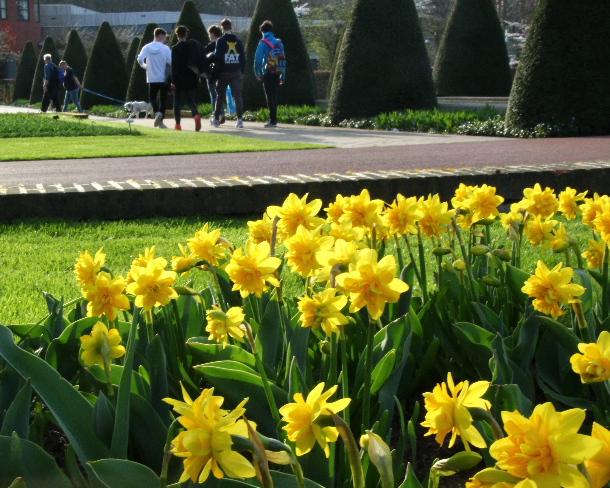 Narcissus 'Tête Bouclé' - Image 8