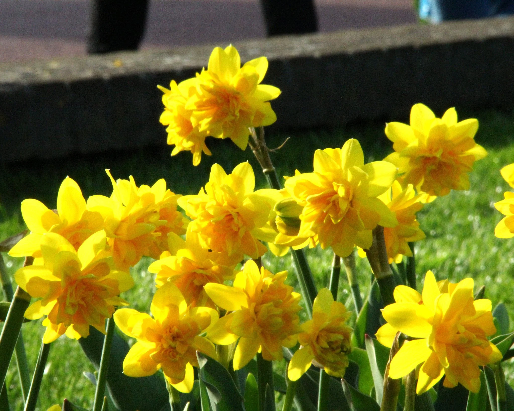 Narcissus 'Tête Bouclé' - Image 9