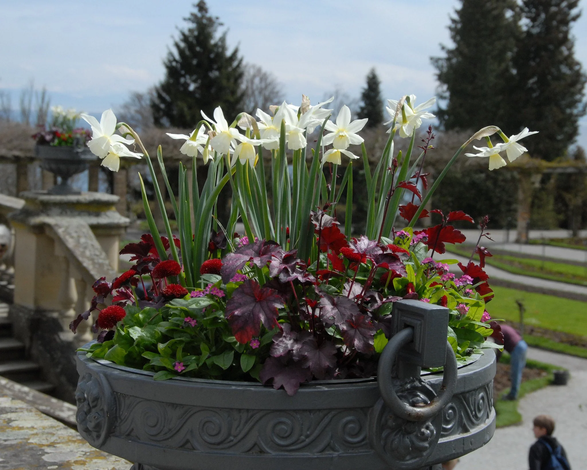 Narcissus 'Thalia' - Image 11