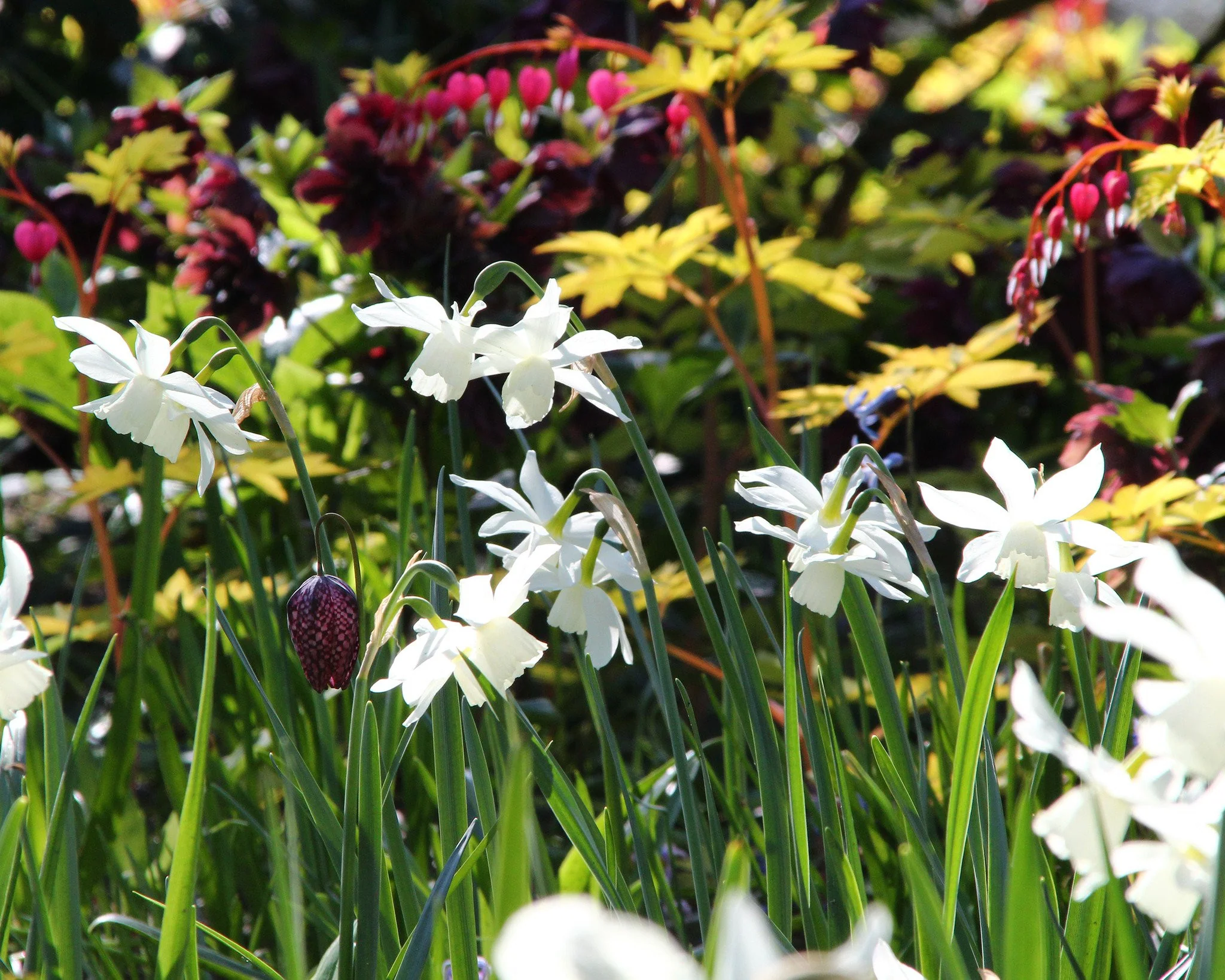 Narcissus 'Thalia' - Image 4