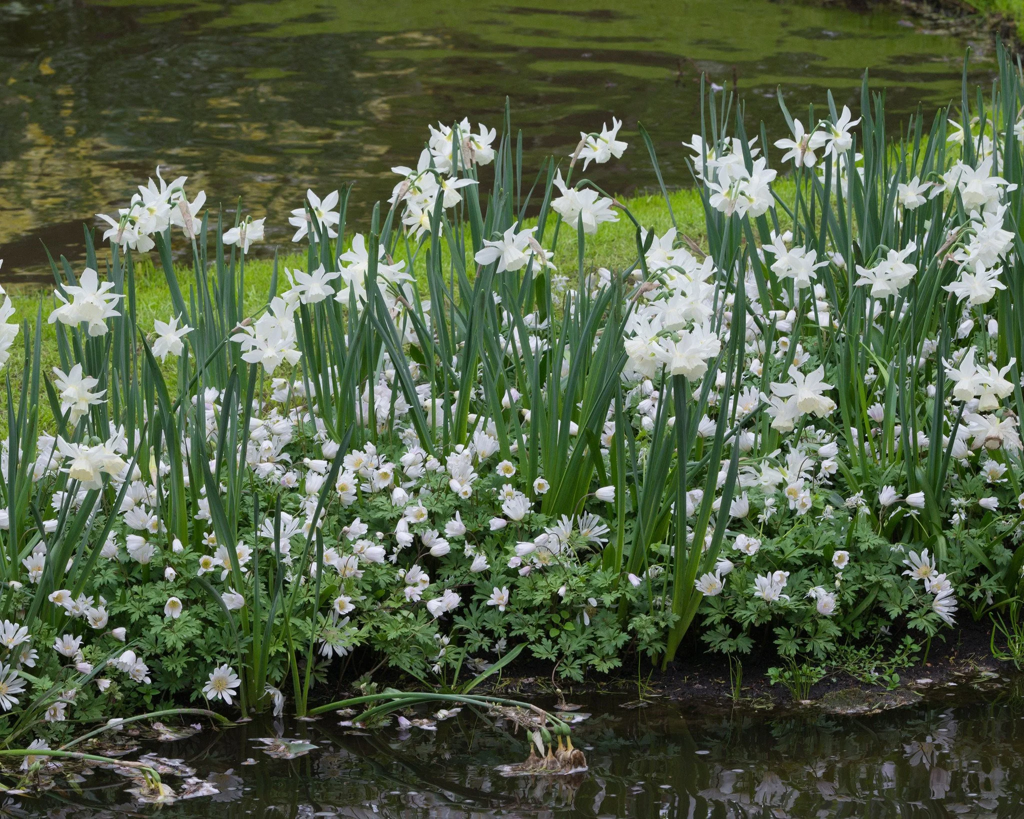 Narcissus 'Thalia' - Image 5