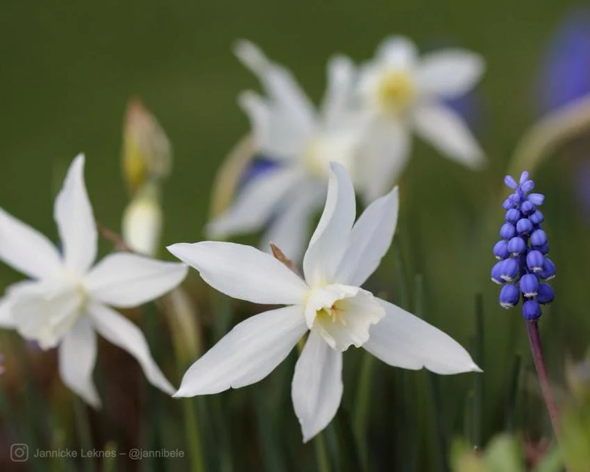 Narcissus 'Thalia' - Image 6