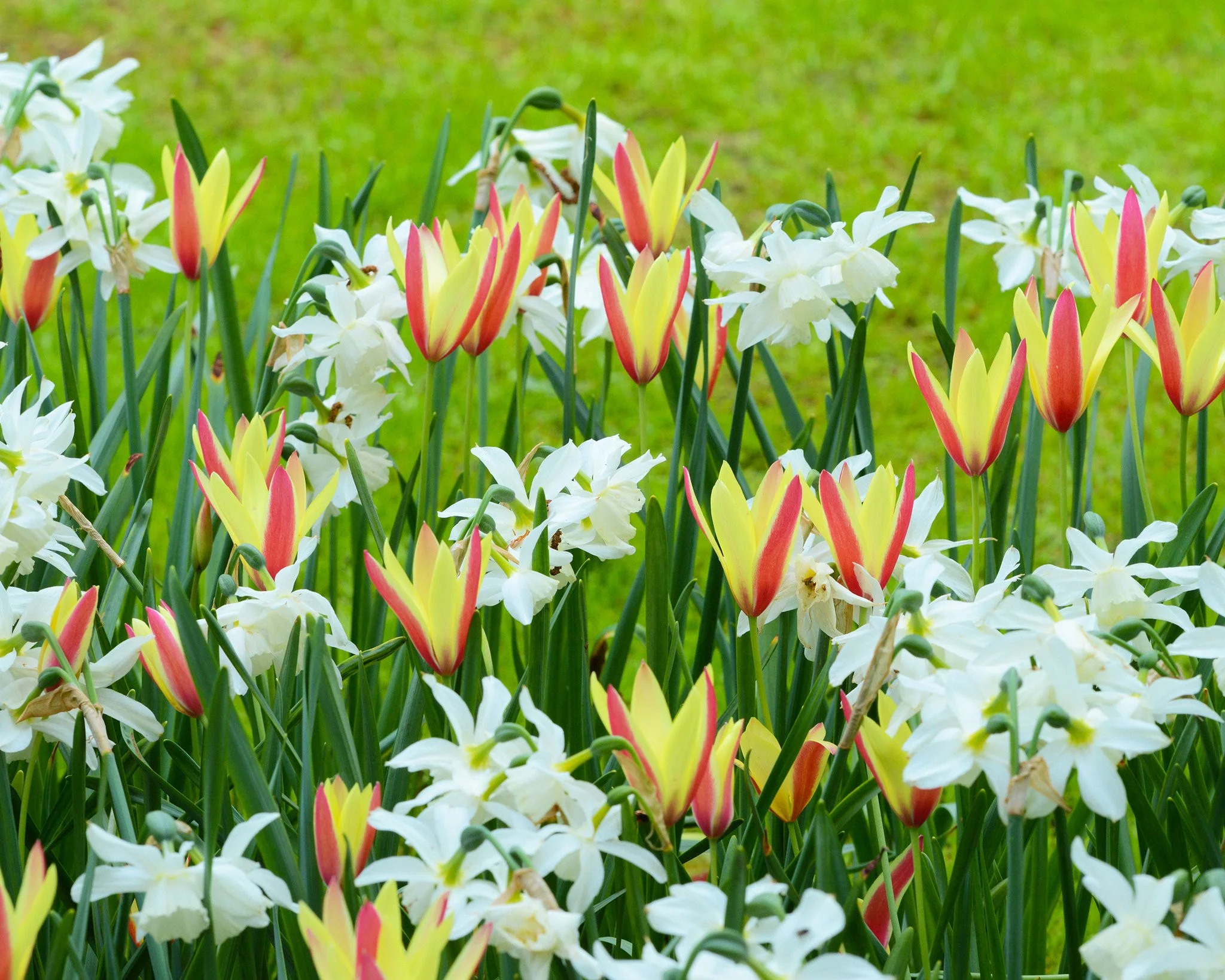 Narcissus 'Thalia' - Image 9