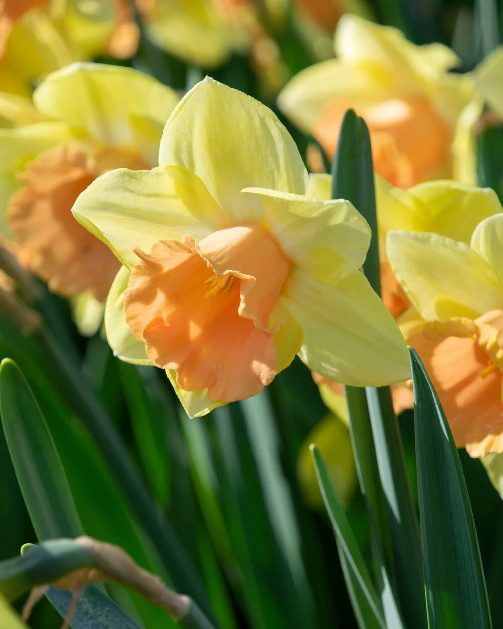 Narcissus 'Tom Pouce' - Image 3