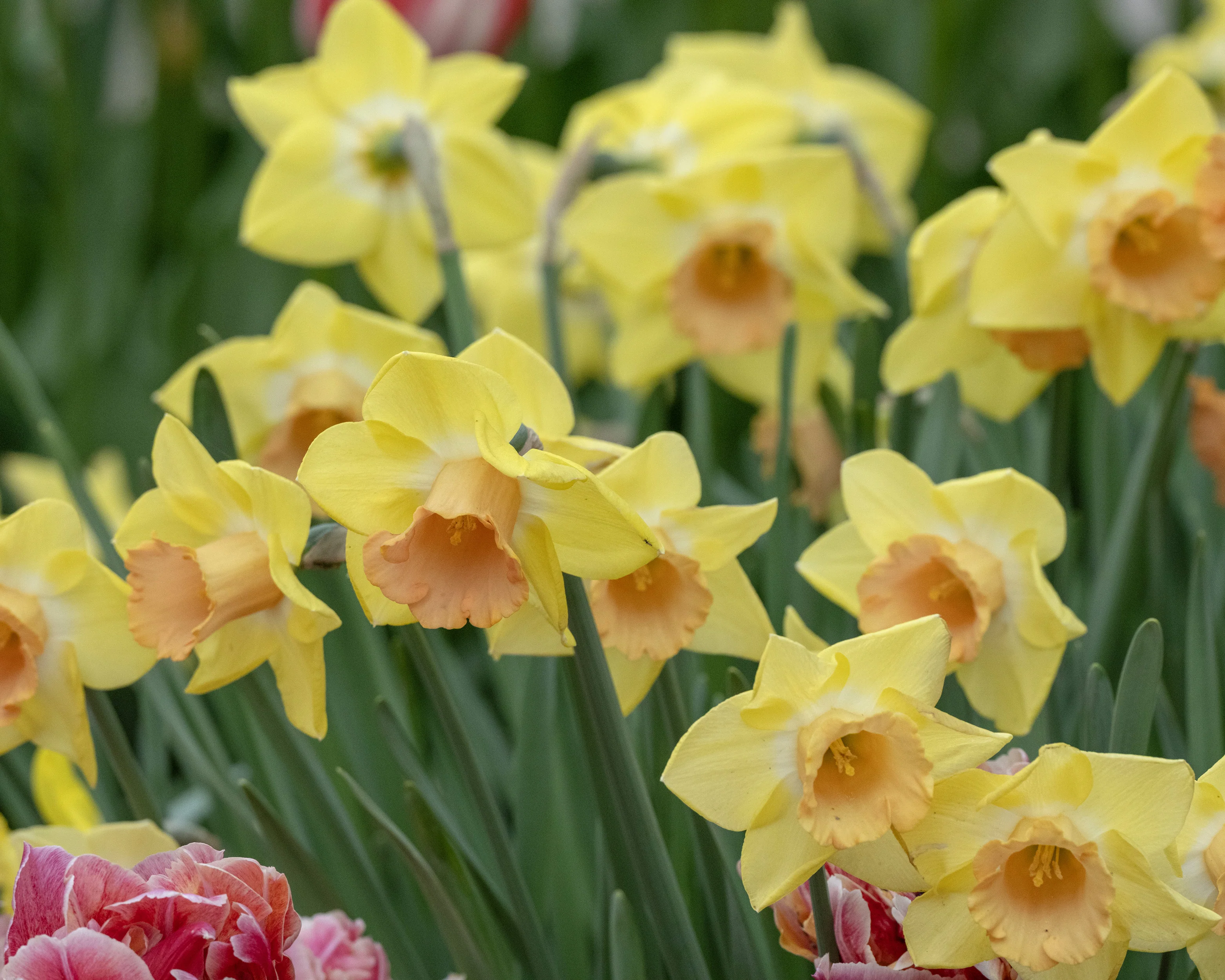 Narcissus 'Tom Pouce' - Image 5