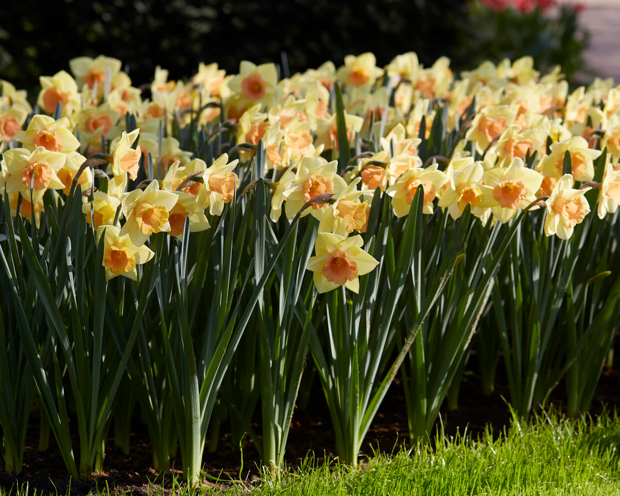 Narcissus 'Tom Pouce' - Image 7