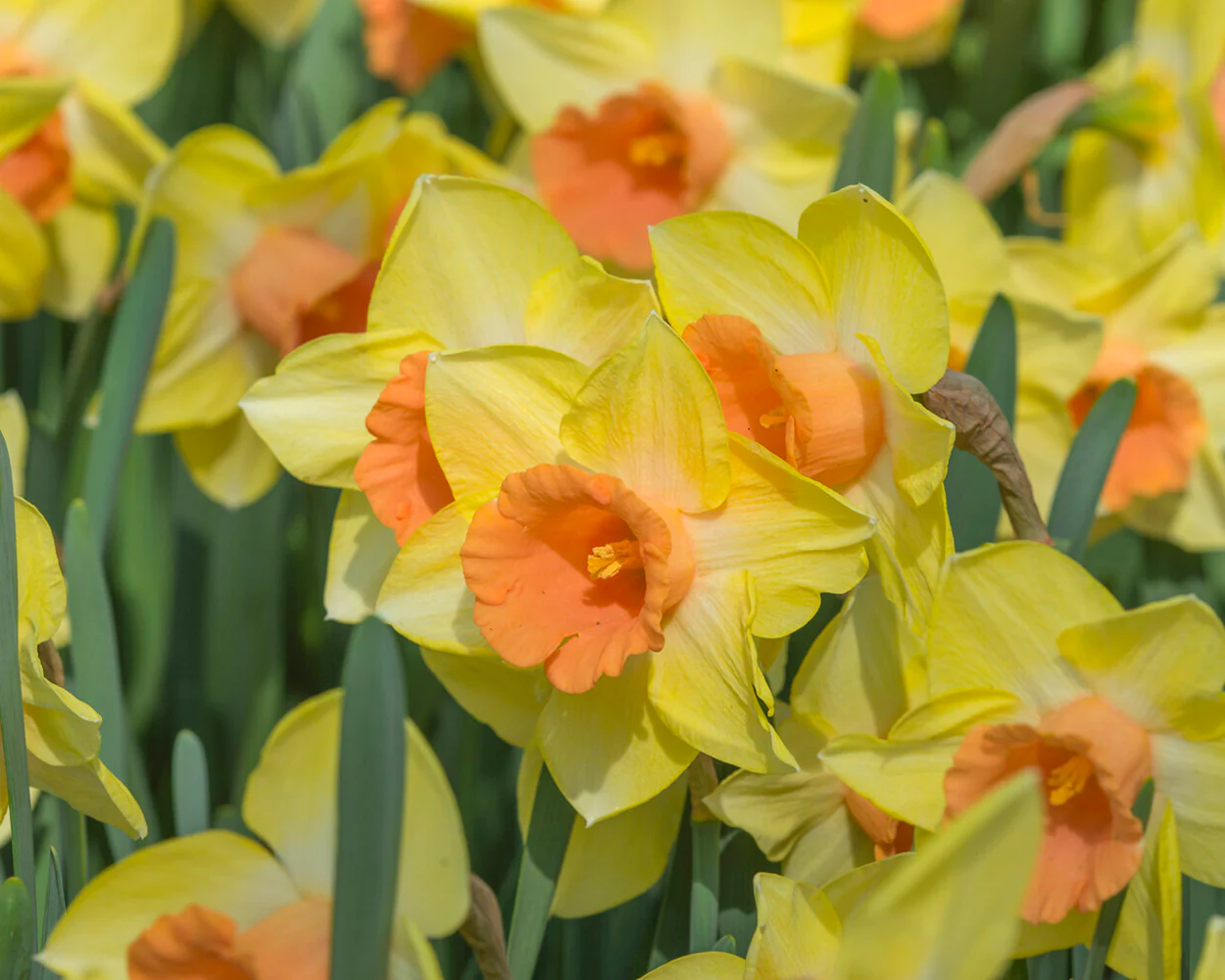 Narcissus 'Tom Pouce' - Image 9