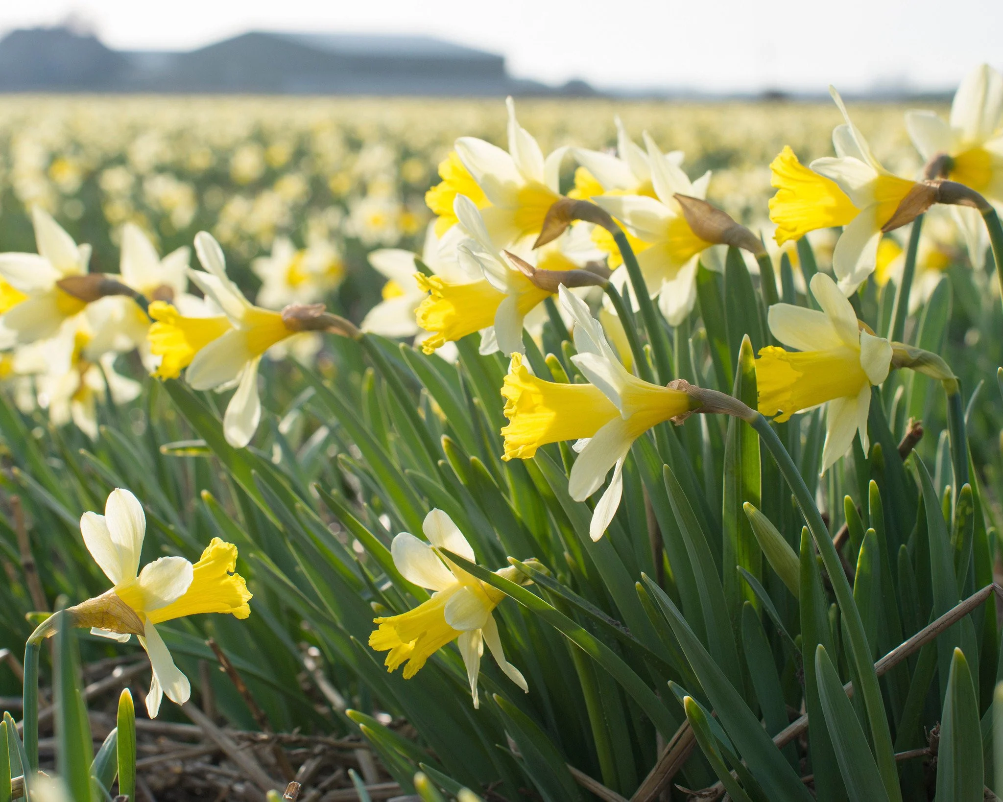 Narcissus 'Topolino' - Image 3