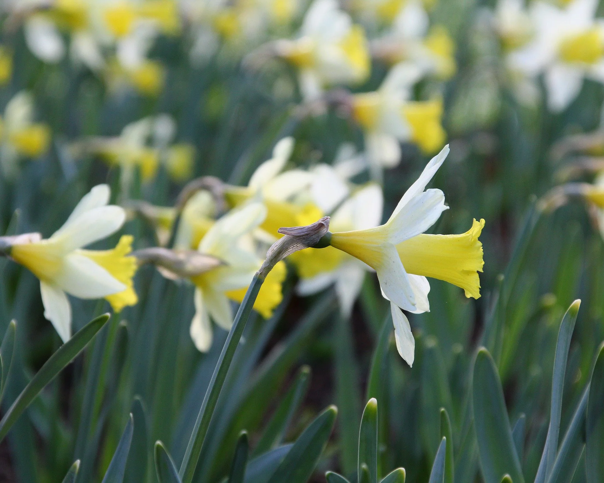 Narcissus 'Topolino' - Image 4