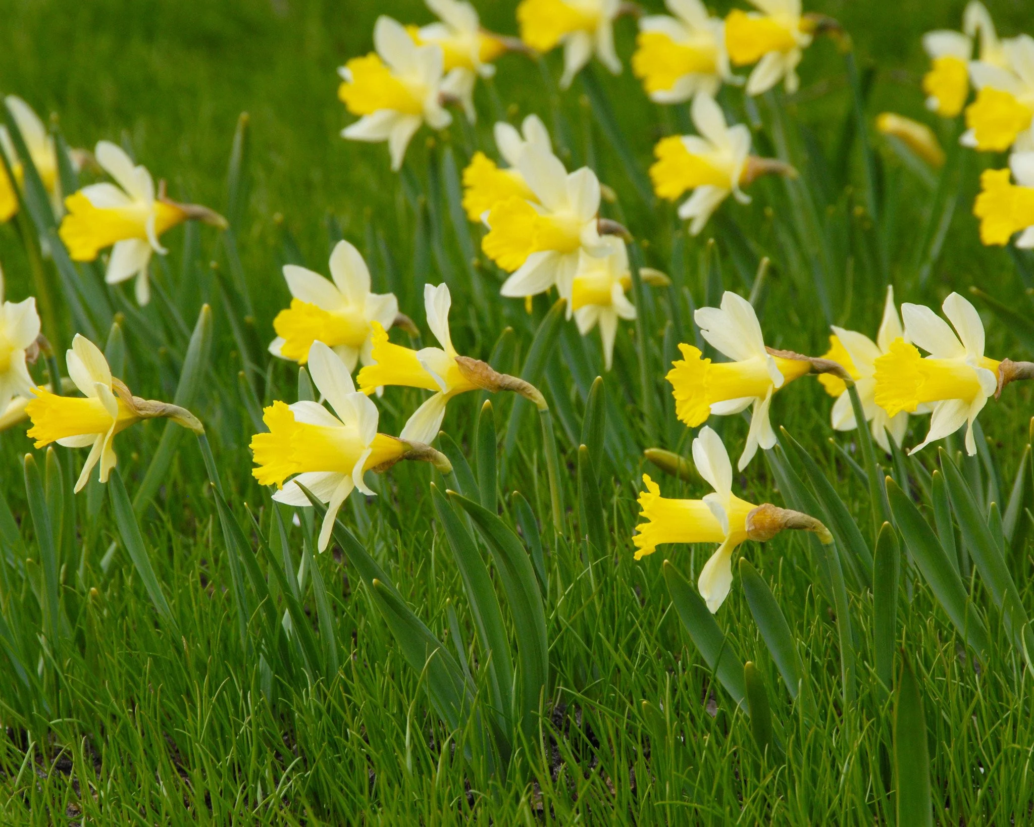 Narcissus 'Topolino' - Image 8