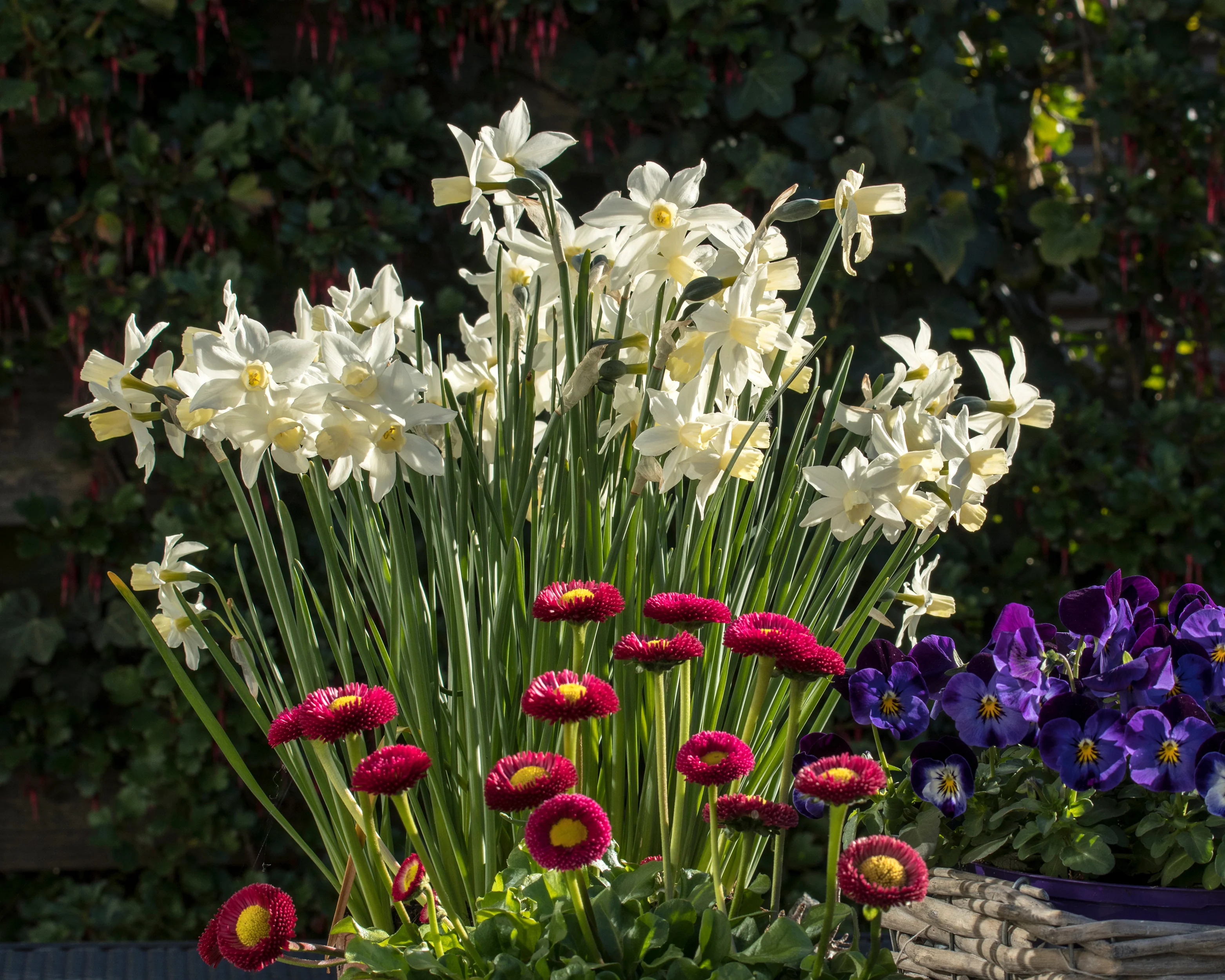 Narcissus 'Toto' - Image 3