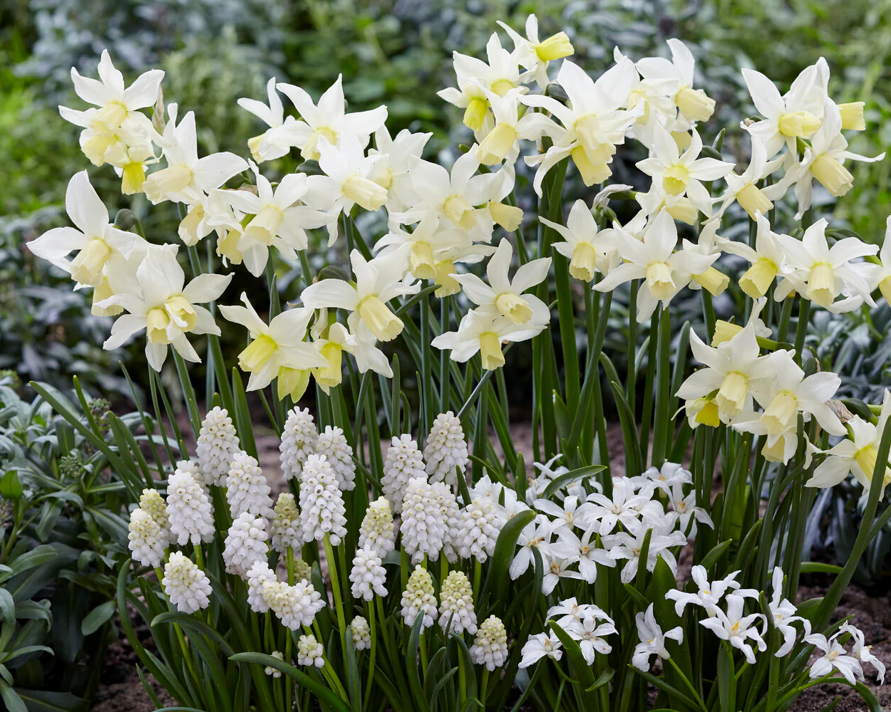 Narcissus 'Toto' - Image 4