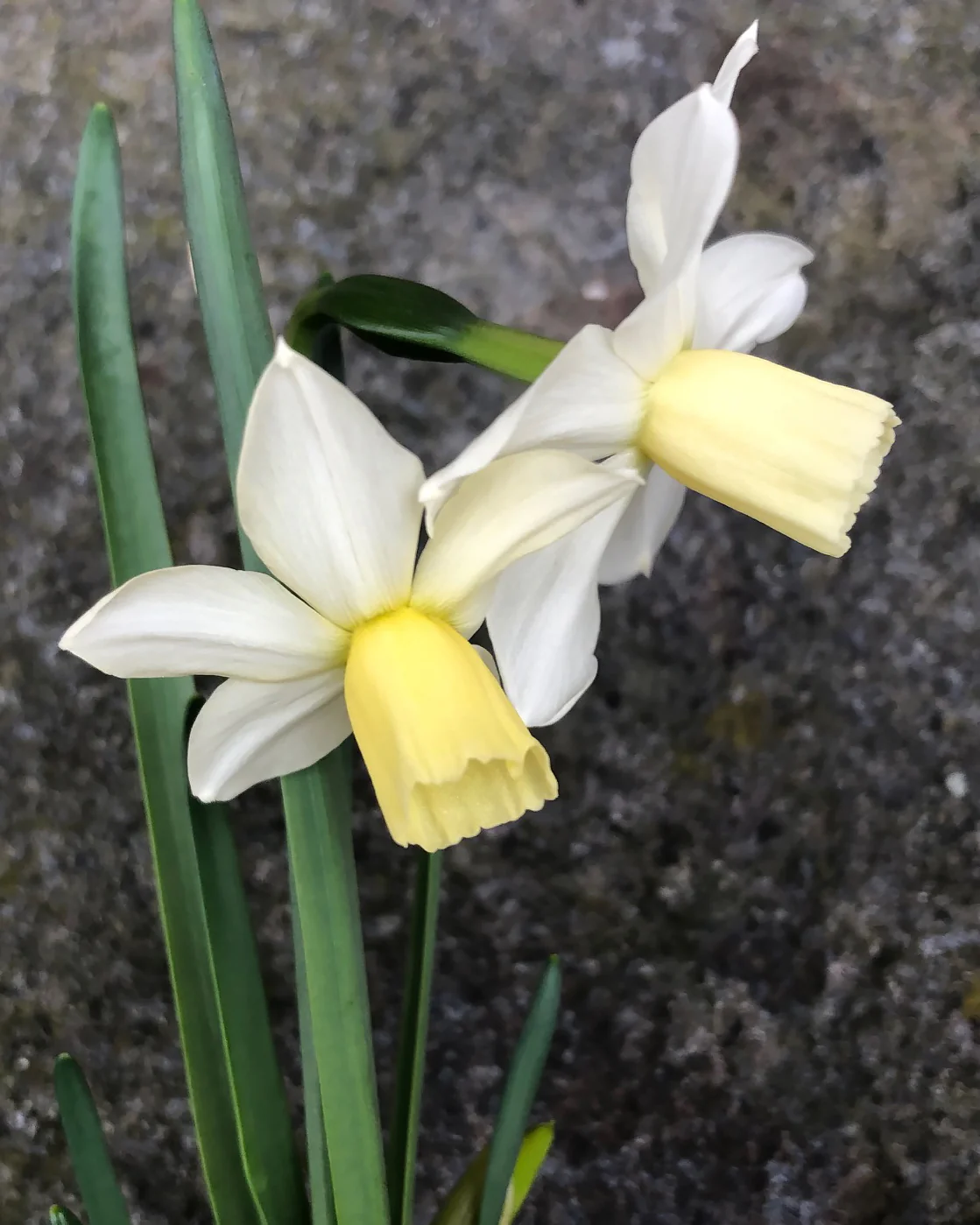 Narcissus 'Toto' - Image 5