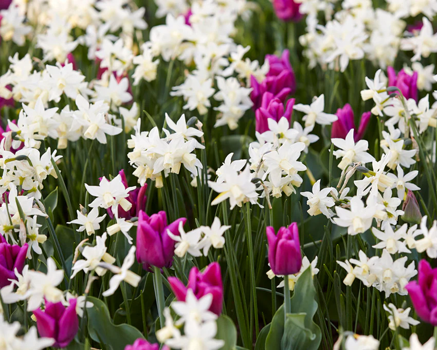 Narcissus 'Toto' - Image 7