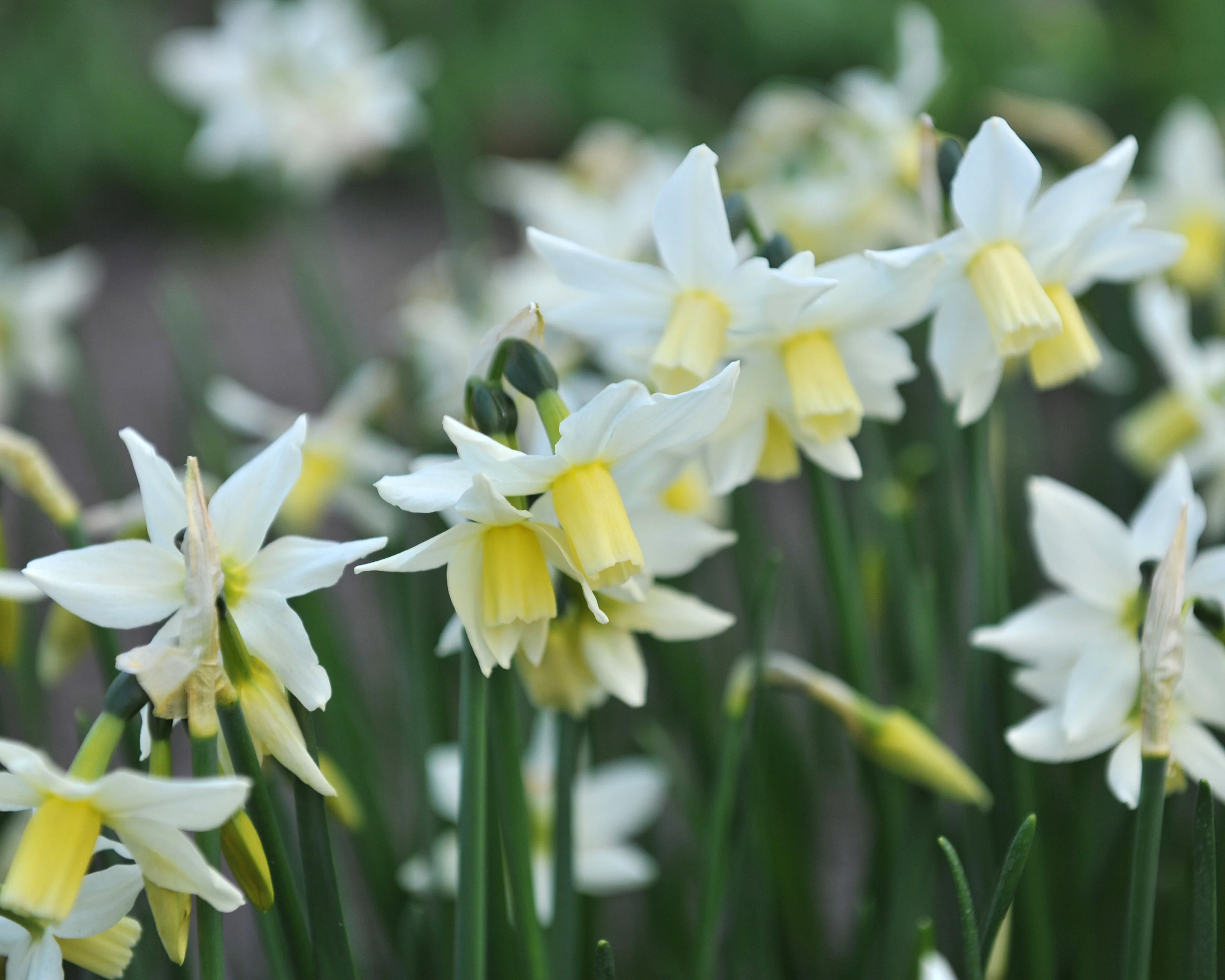 Narcissus 'Toto' - Image 8