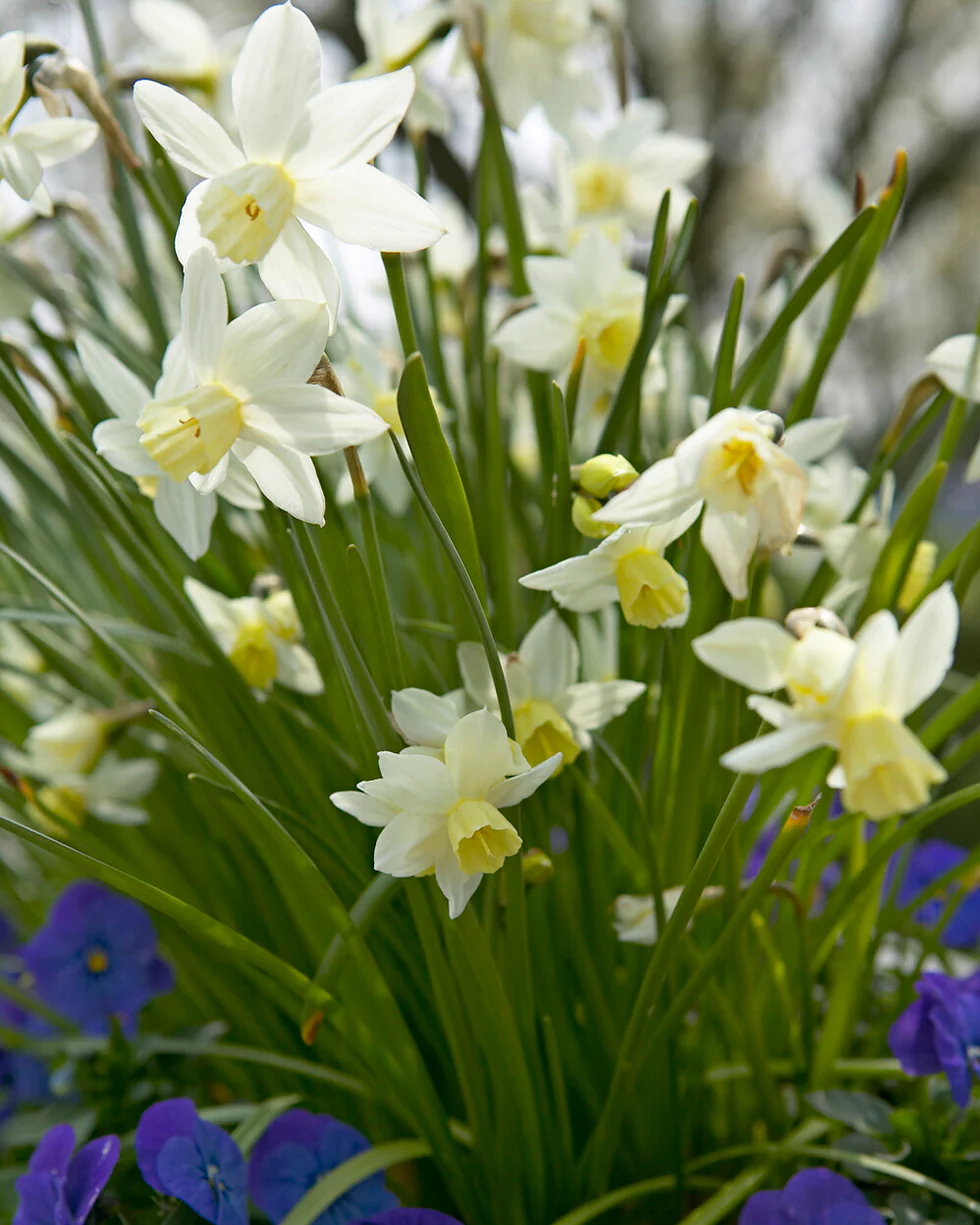 Narcissus 'Toto' - Image 9