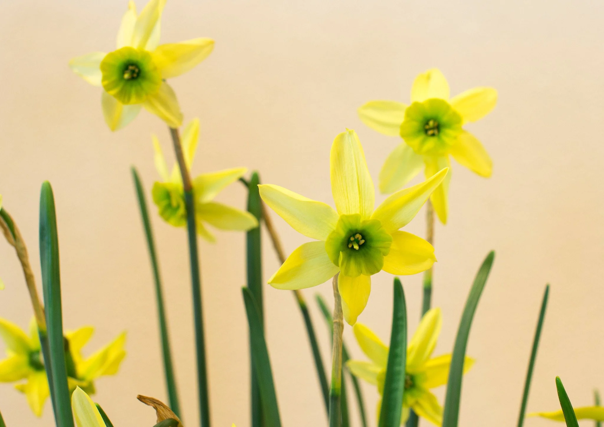 Narcissus collection 'Viridiflora' - Image 2