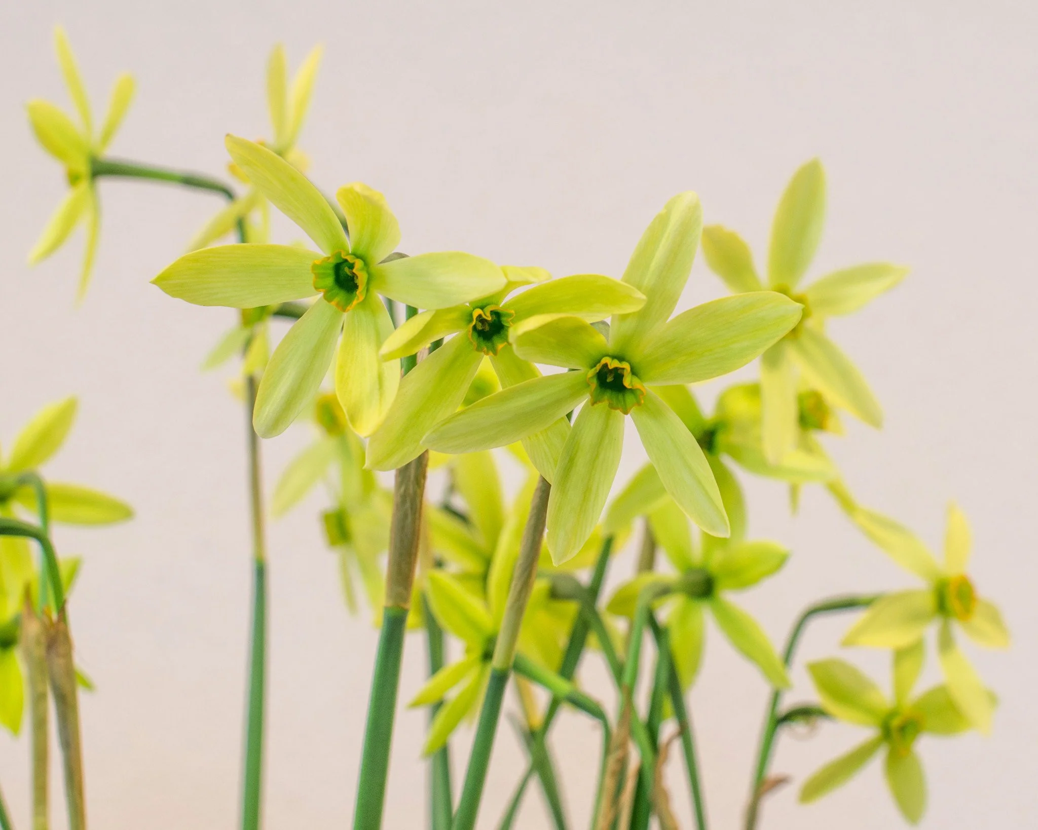 Narcissus collection 'Viridiflora' - Image 3
