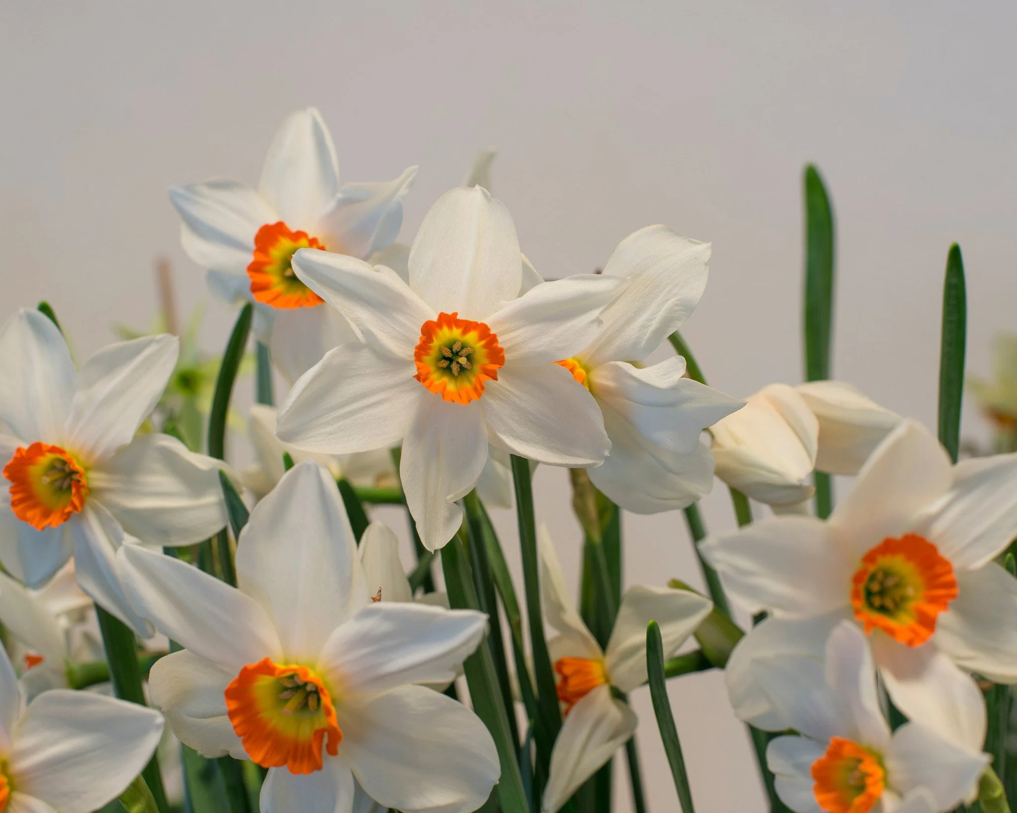 Narcissus collection 'Viridiflora' - Image 7