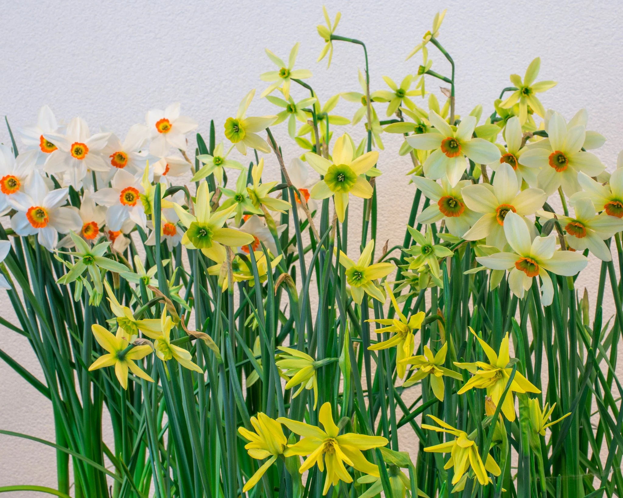 Narcissus collection 'Viridiflora' - Image 8