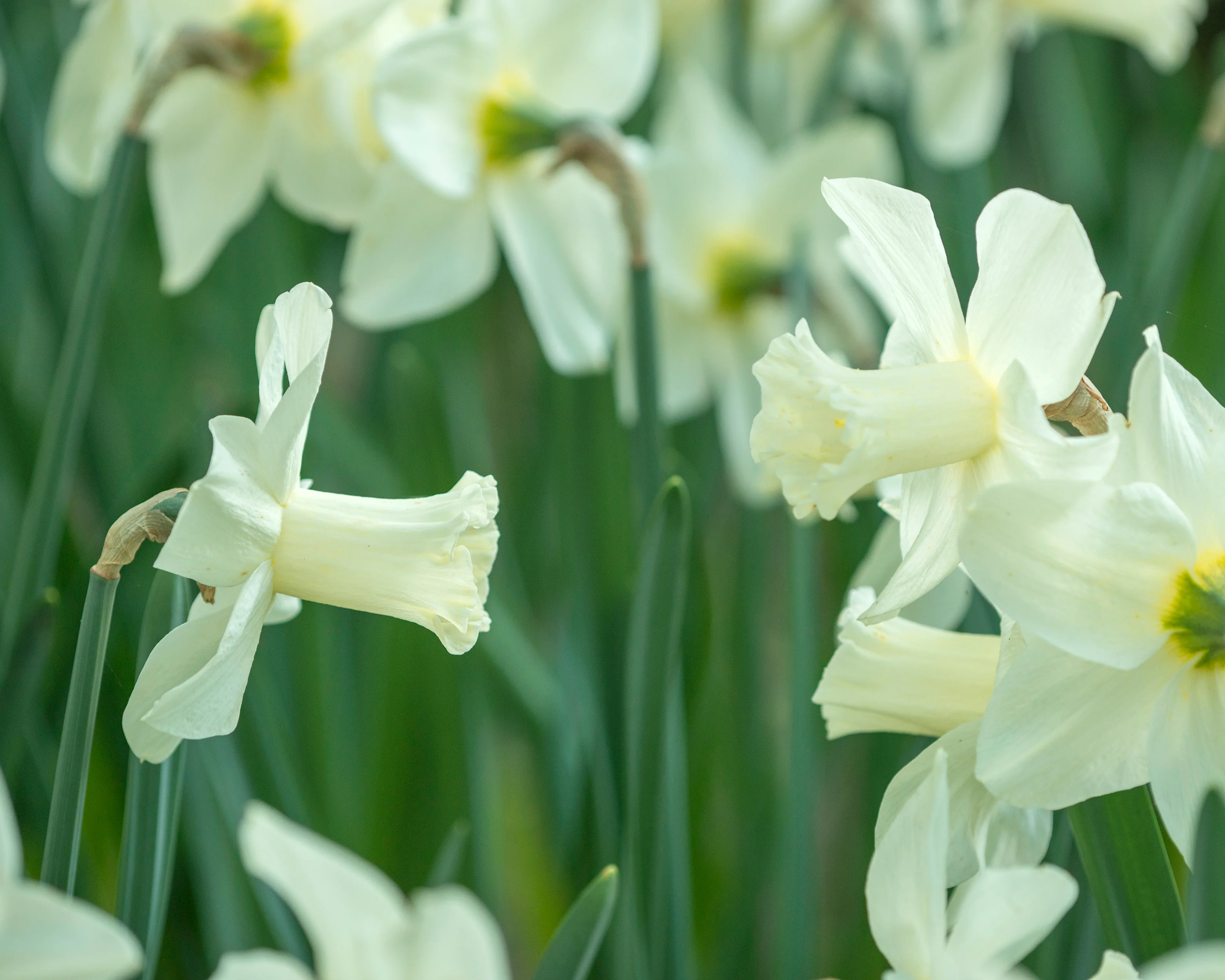 Narcissus 'Watch Up' - Image 10