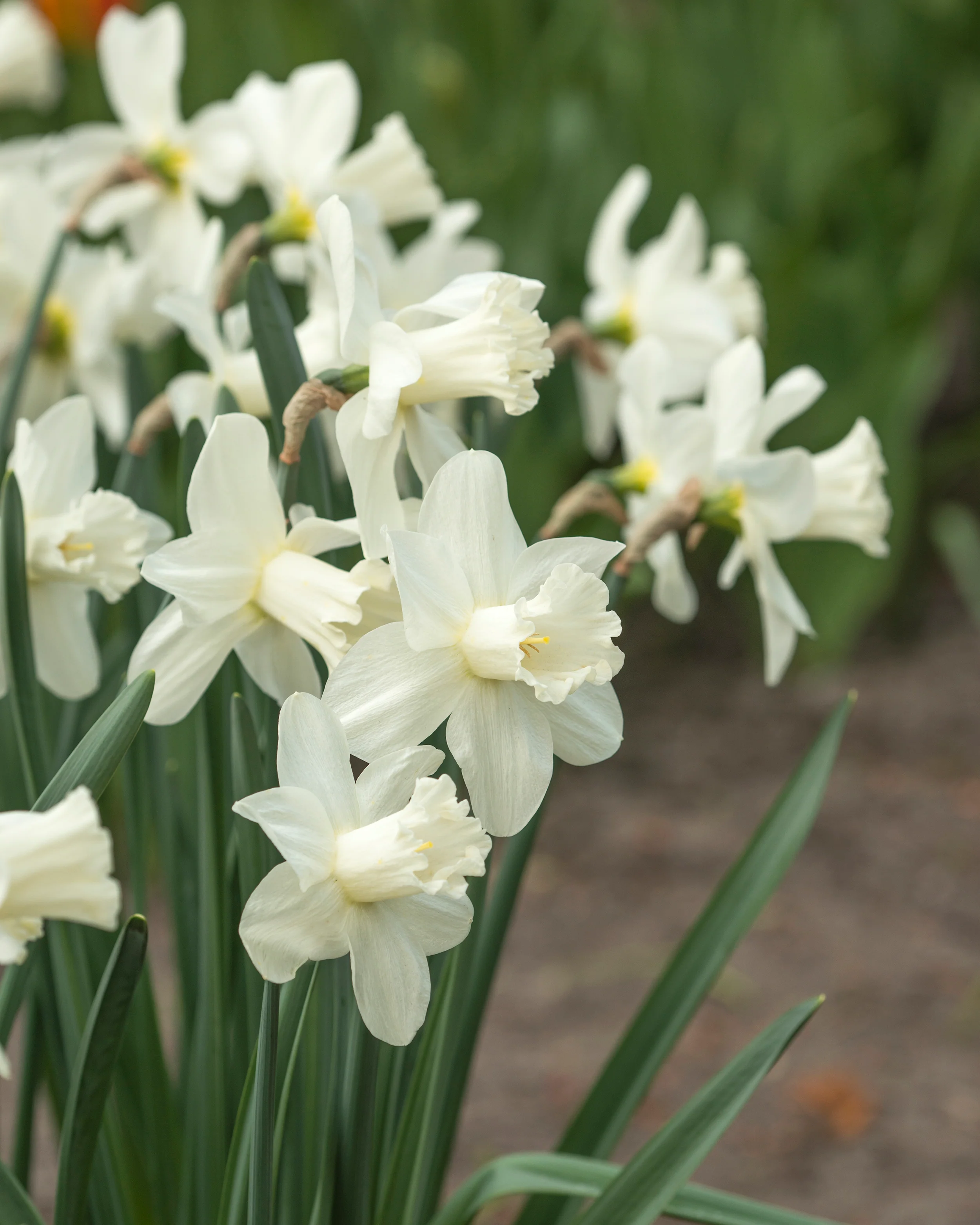 Narcissus 'Watch Up' - Image 11