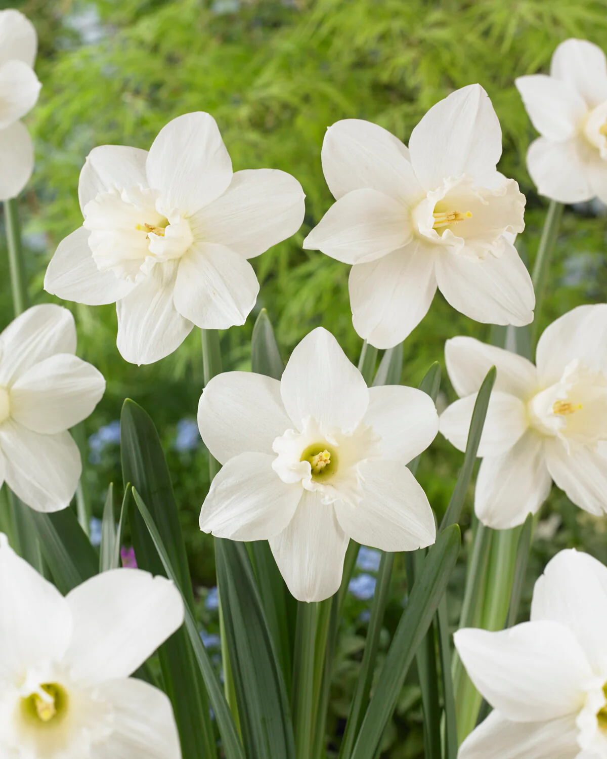 Narcissus 'Watch Up' - Image 2