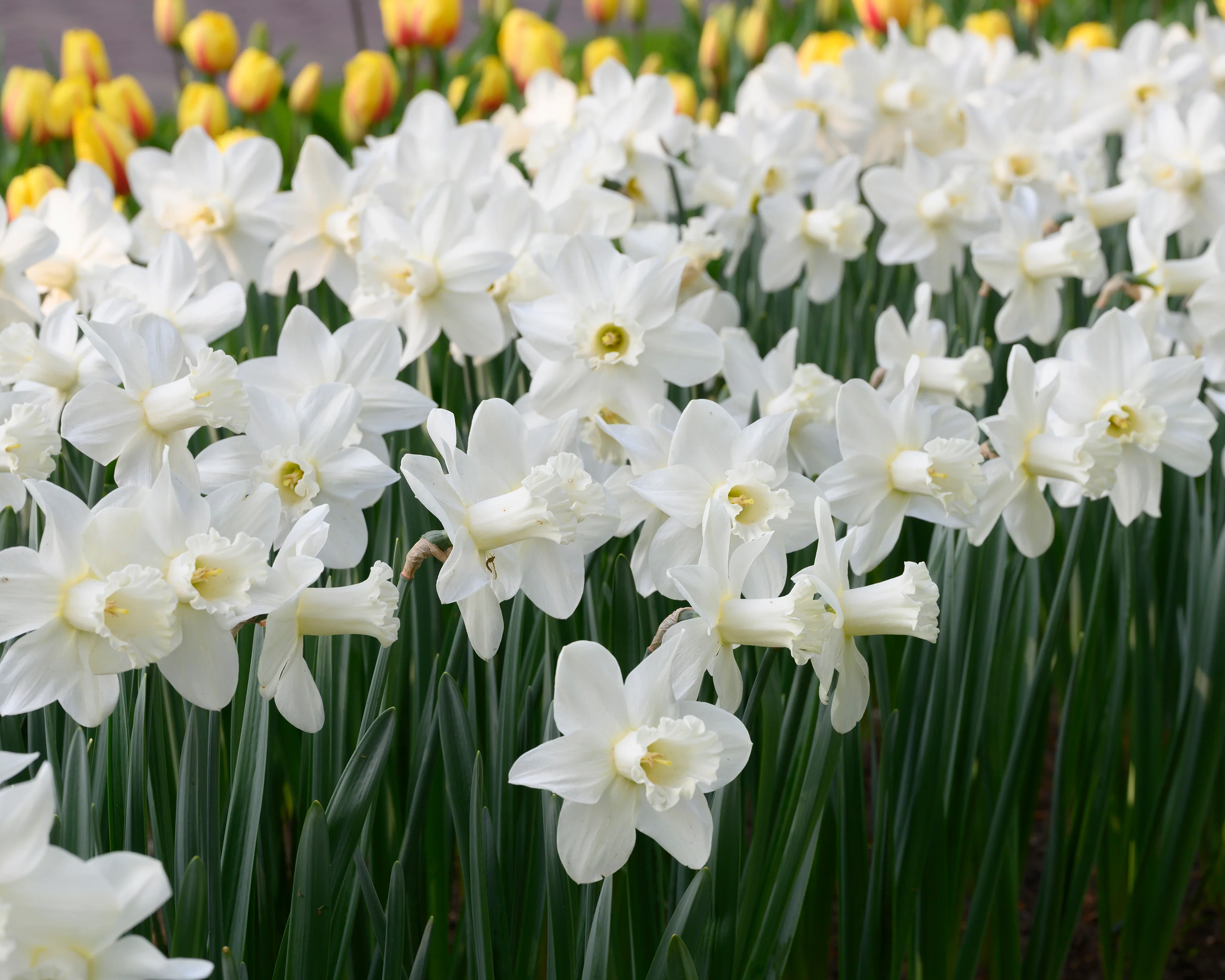 Narcissus 'Watch Up' - Image 4