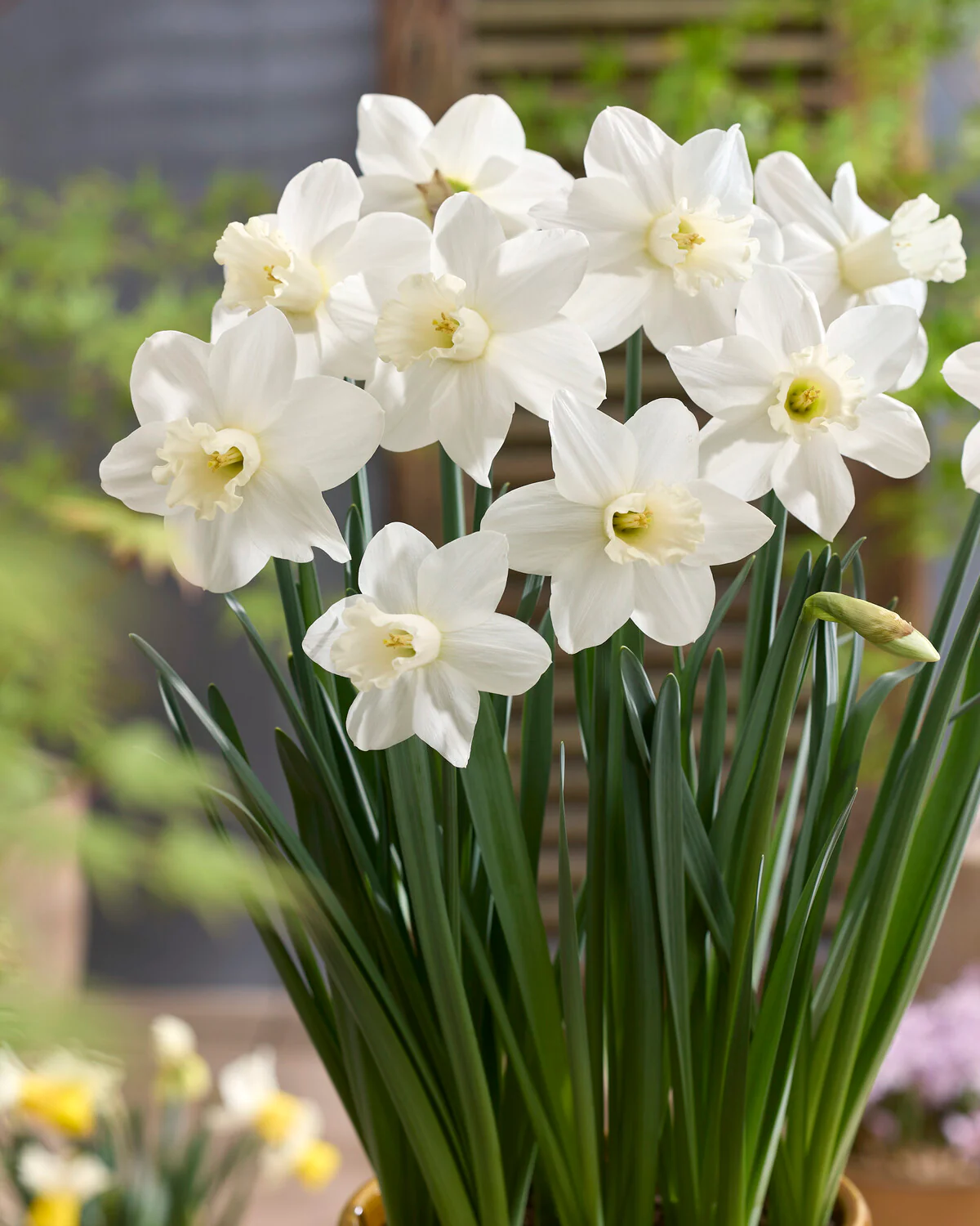 Narcissus 'Watch Up' - Image 5