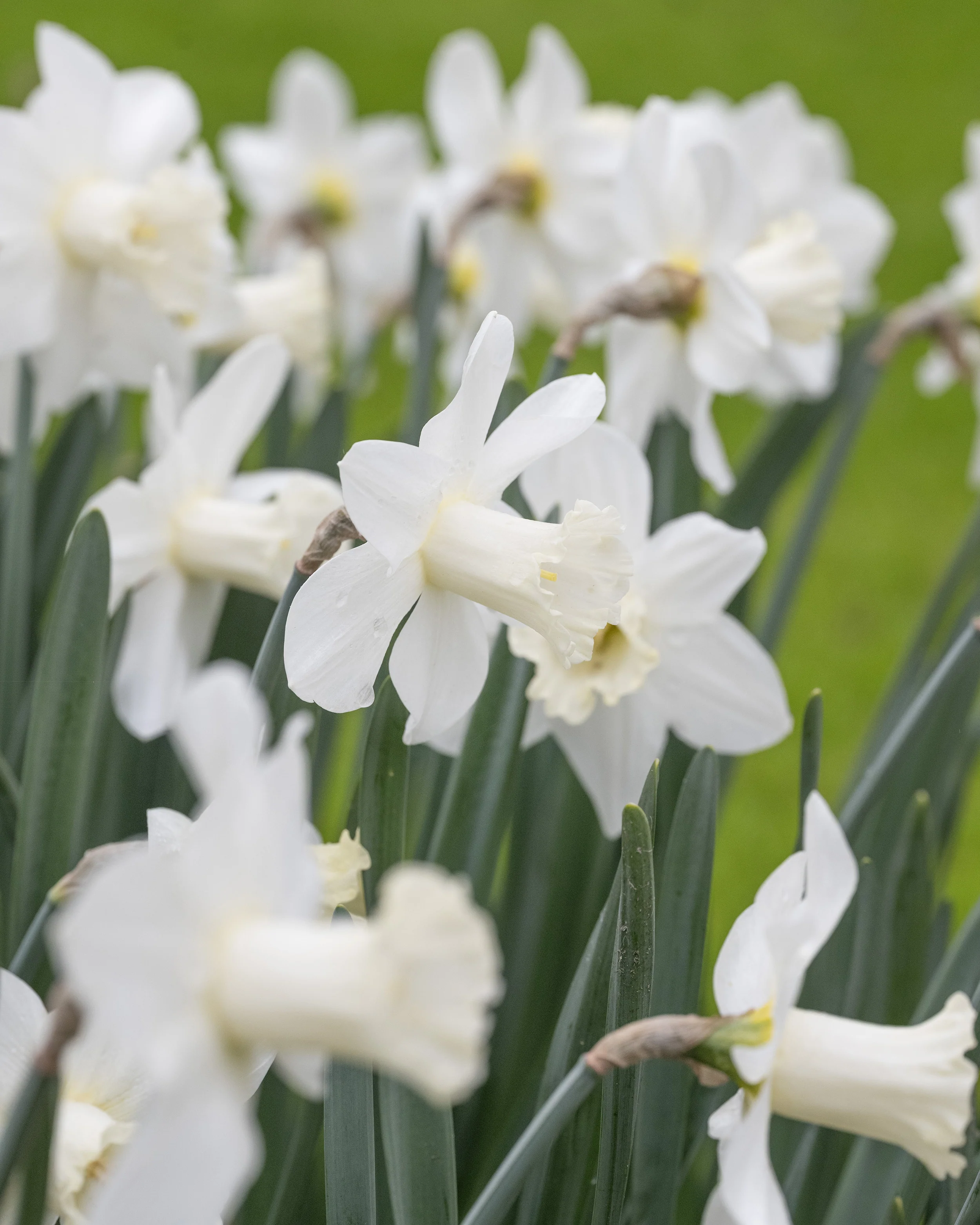 Narcissus 'Watch Up' - Image 6