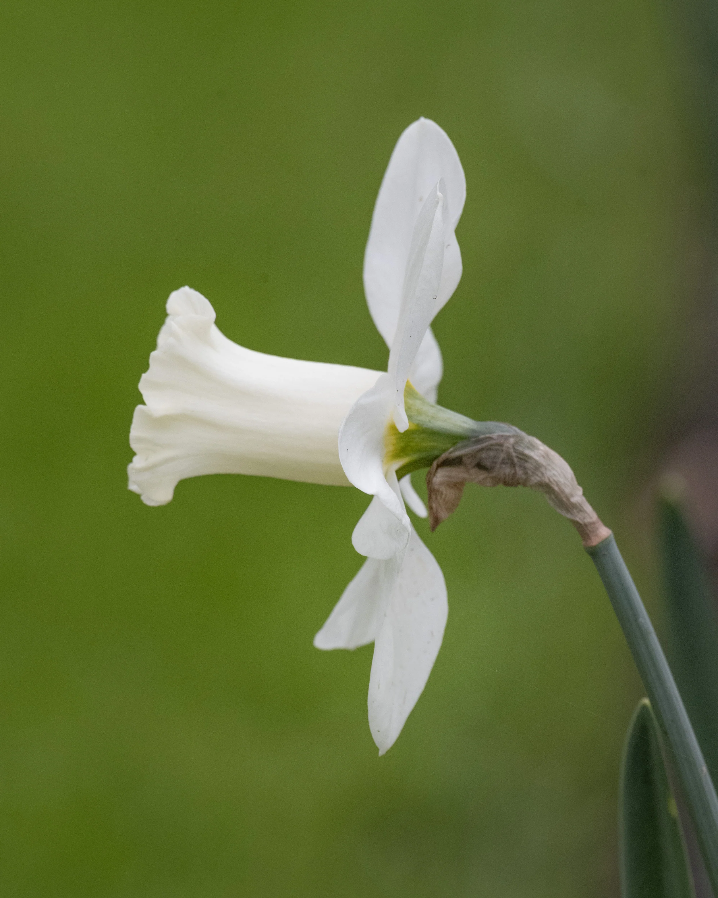 Narcissus 'Watch Up' - Image 7