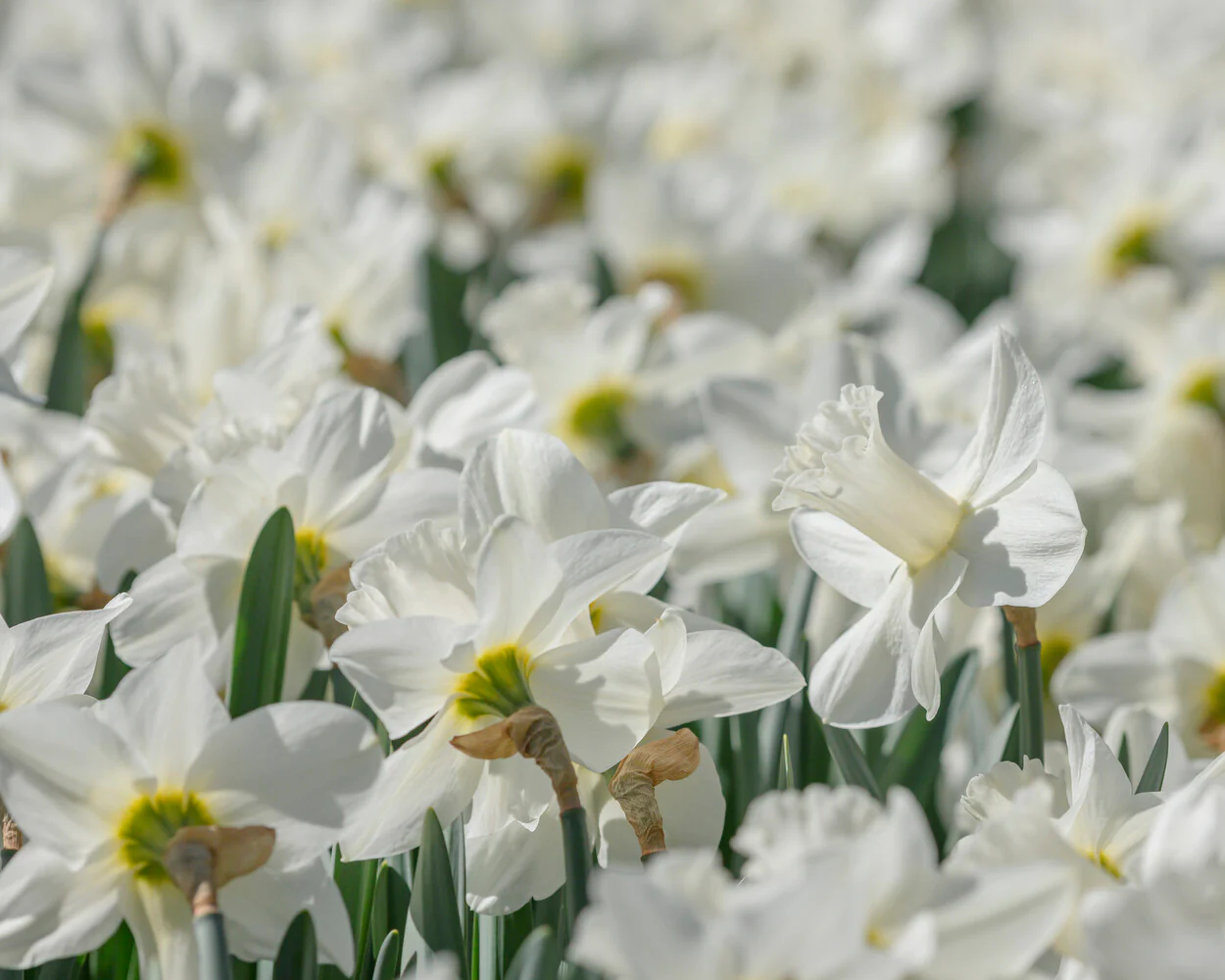 Narcissus 'Watch Up' - Image 9