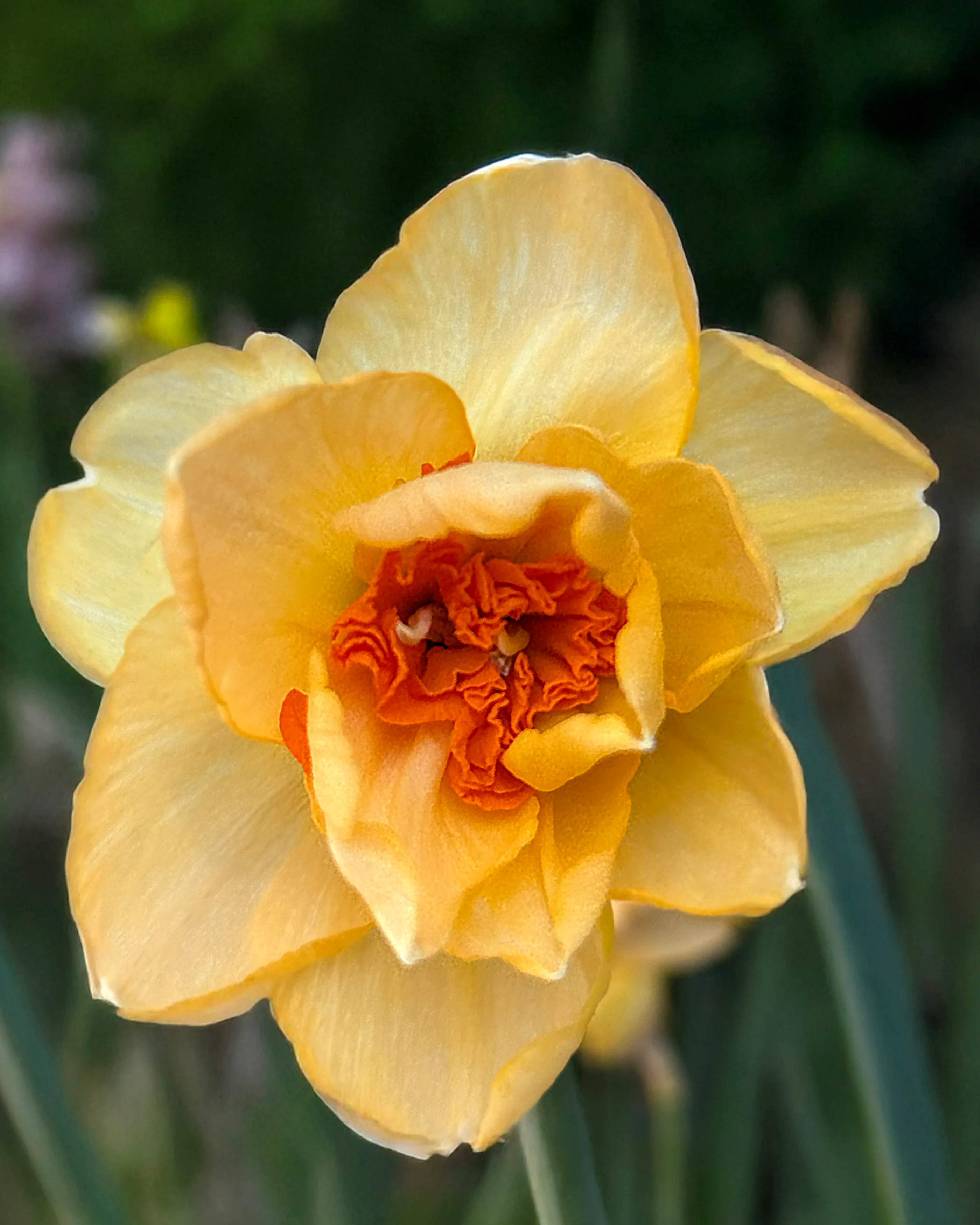 Narcissus 'Waylon' - Image 3