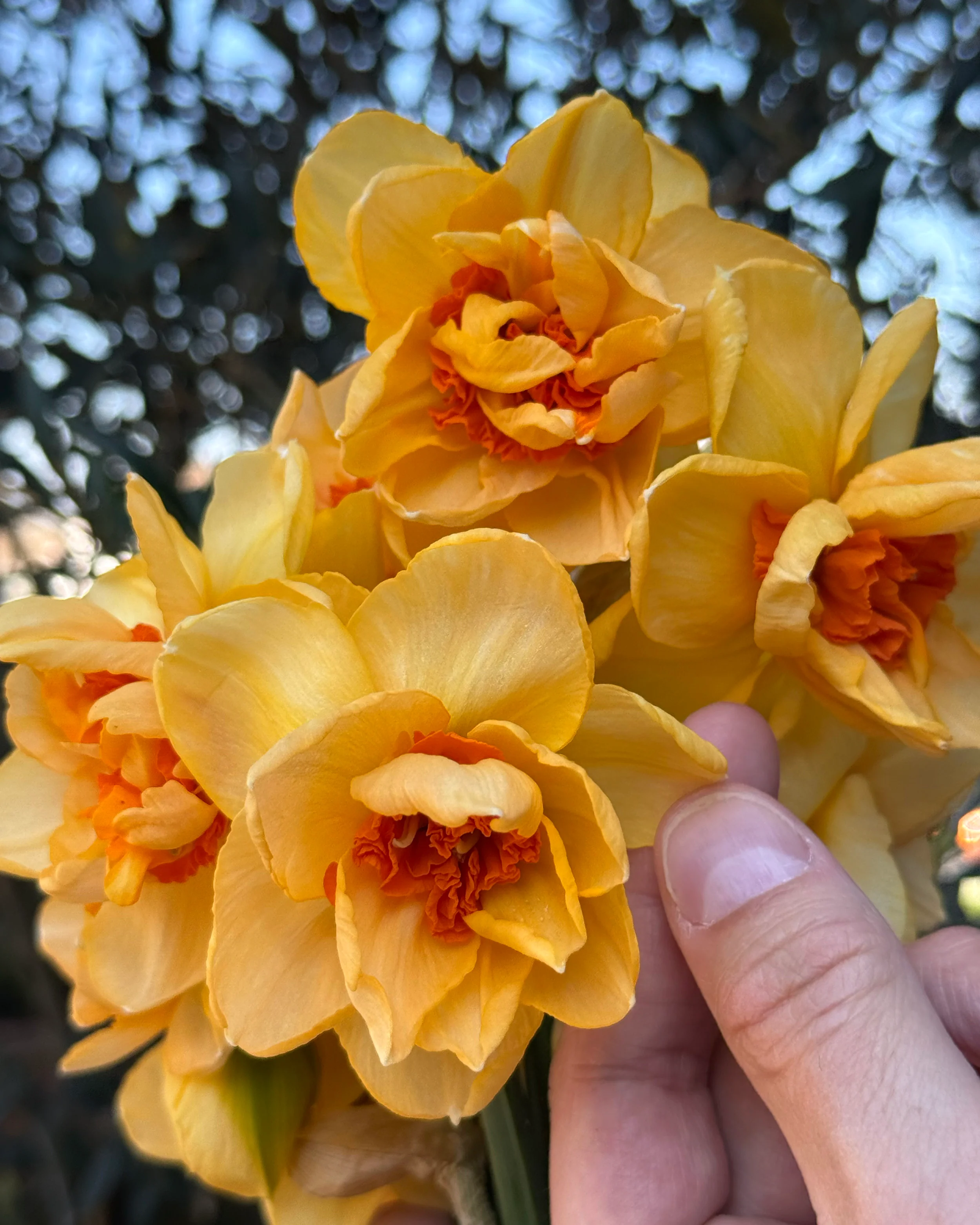 Narcissus 'Waylon' - Image 5
