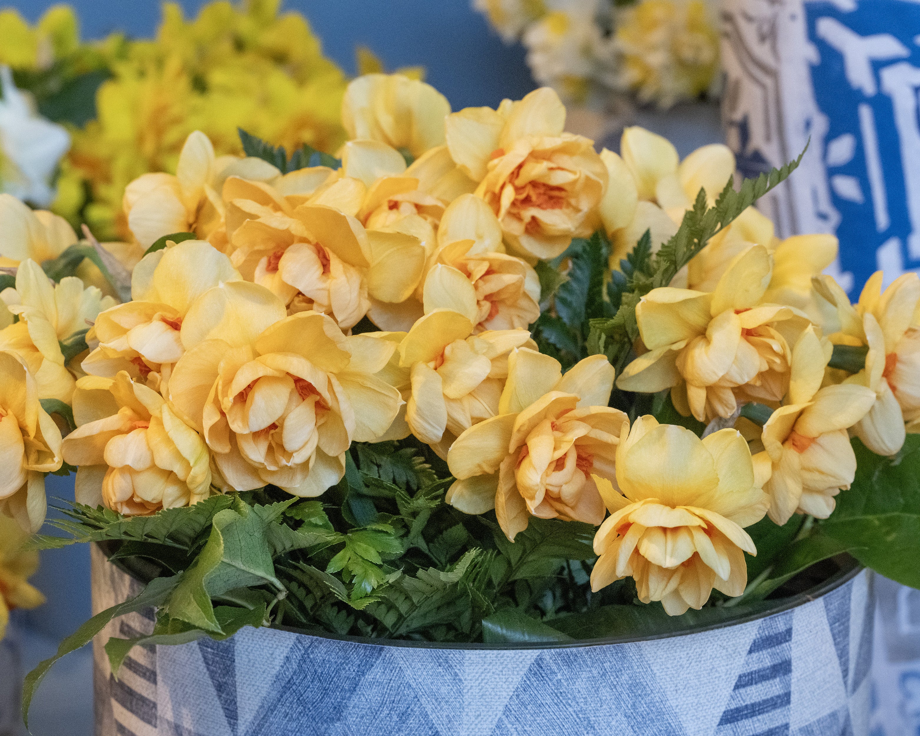 Narcissus 'Waylon' - Image 6