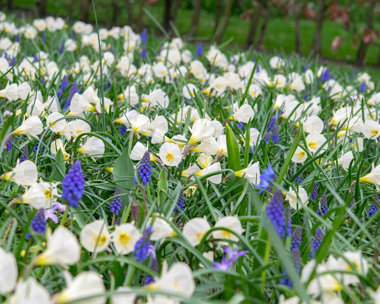 Narcissus 'White Petticoat' - Image 10
