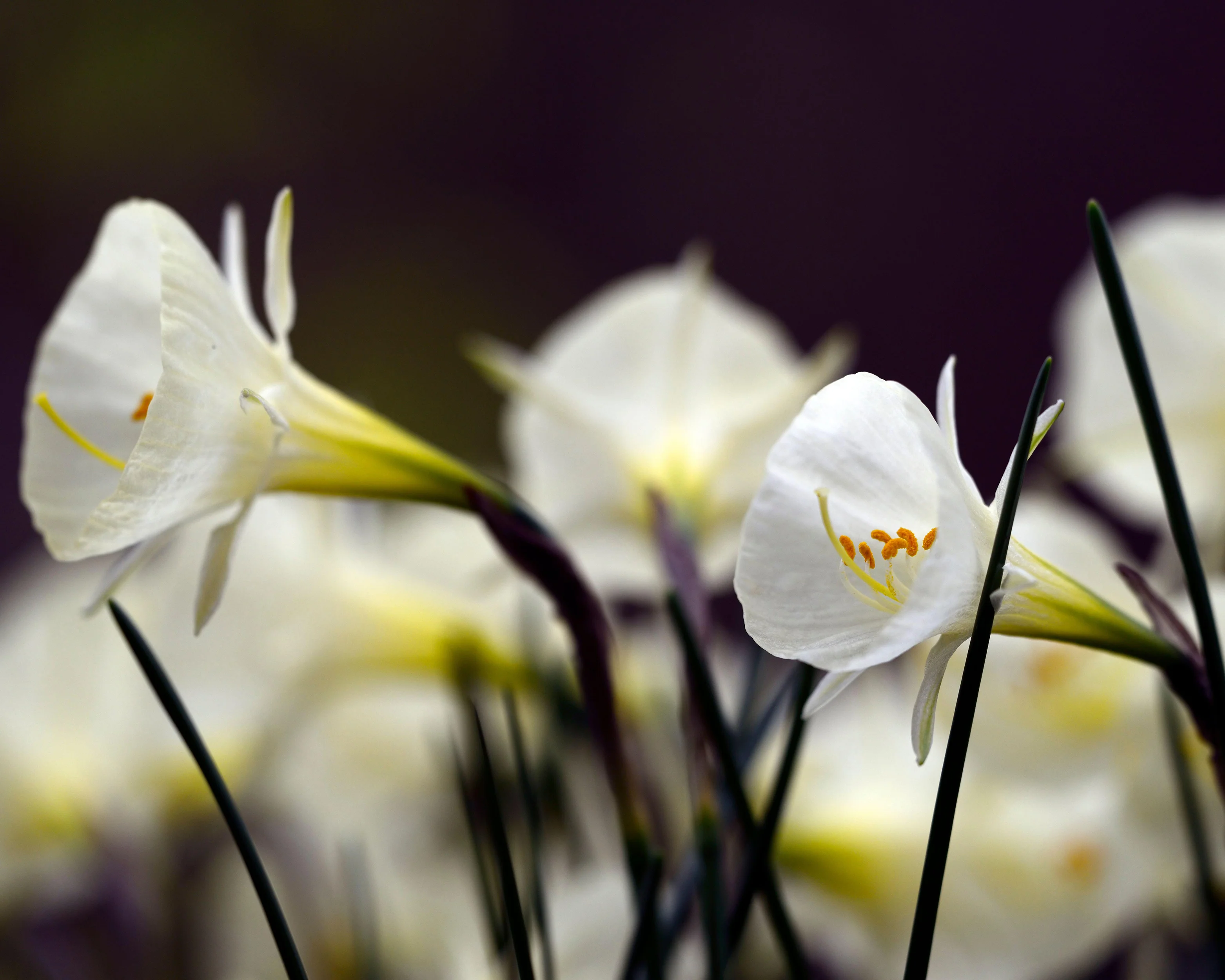 Narcissus 'White Petticoat' - Image 11