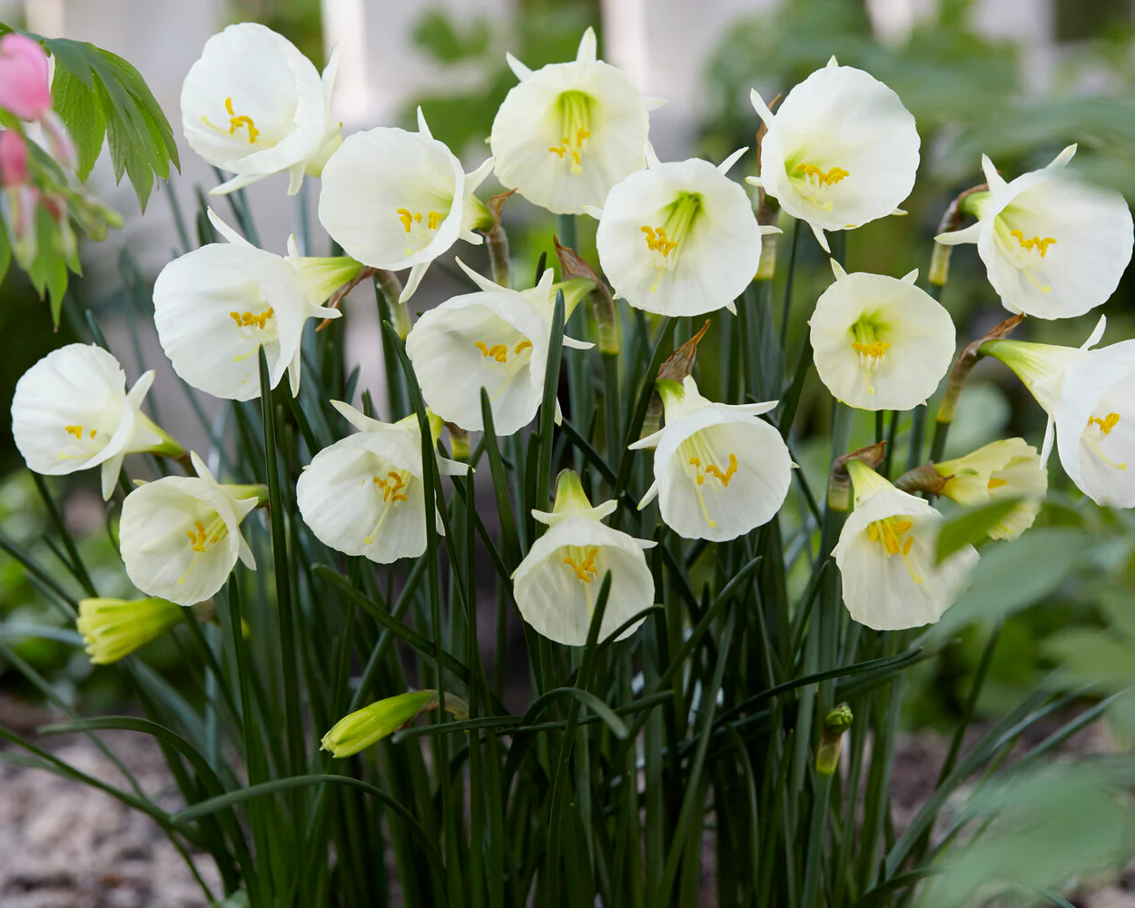 Narcissus 'White Petticoat' - Image 3