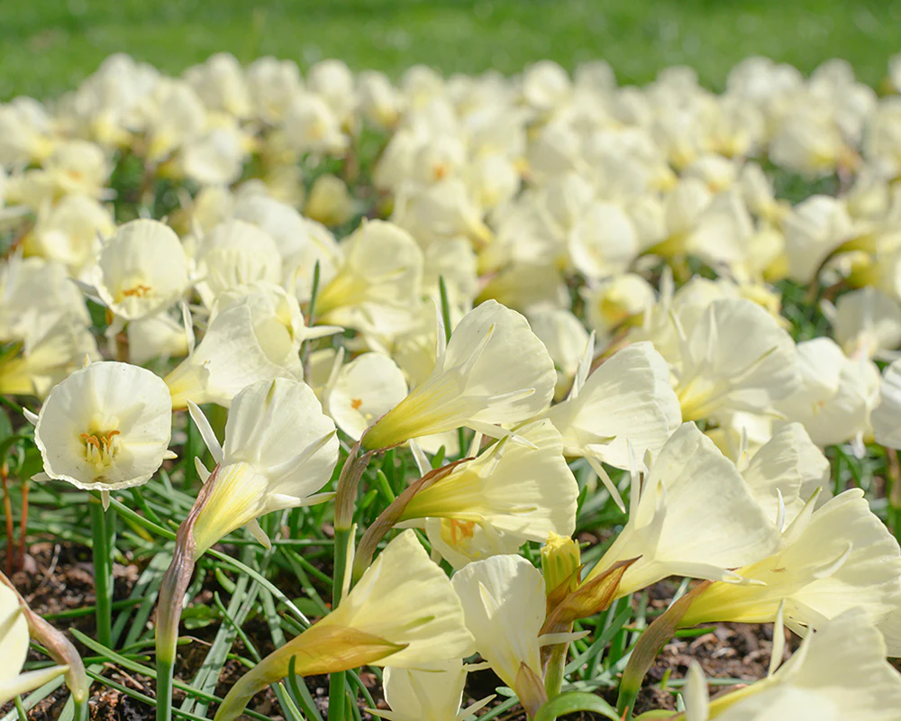 Narcissus 'White Petticoat' - Image 4