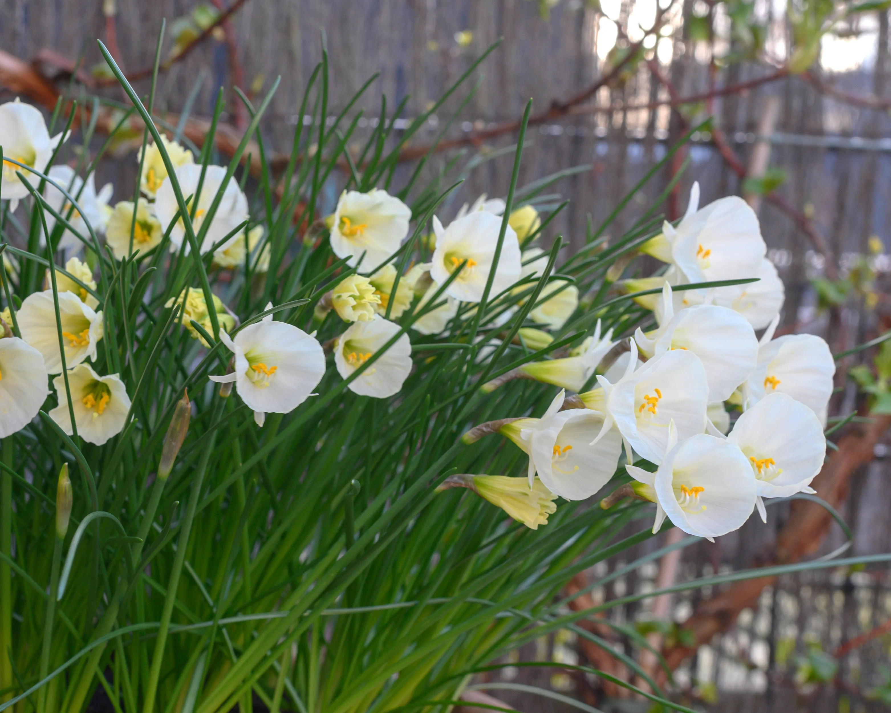 Narcissus 'White Petticoat' - Image 5