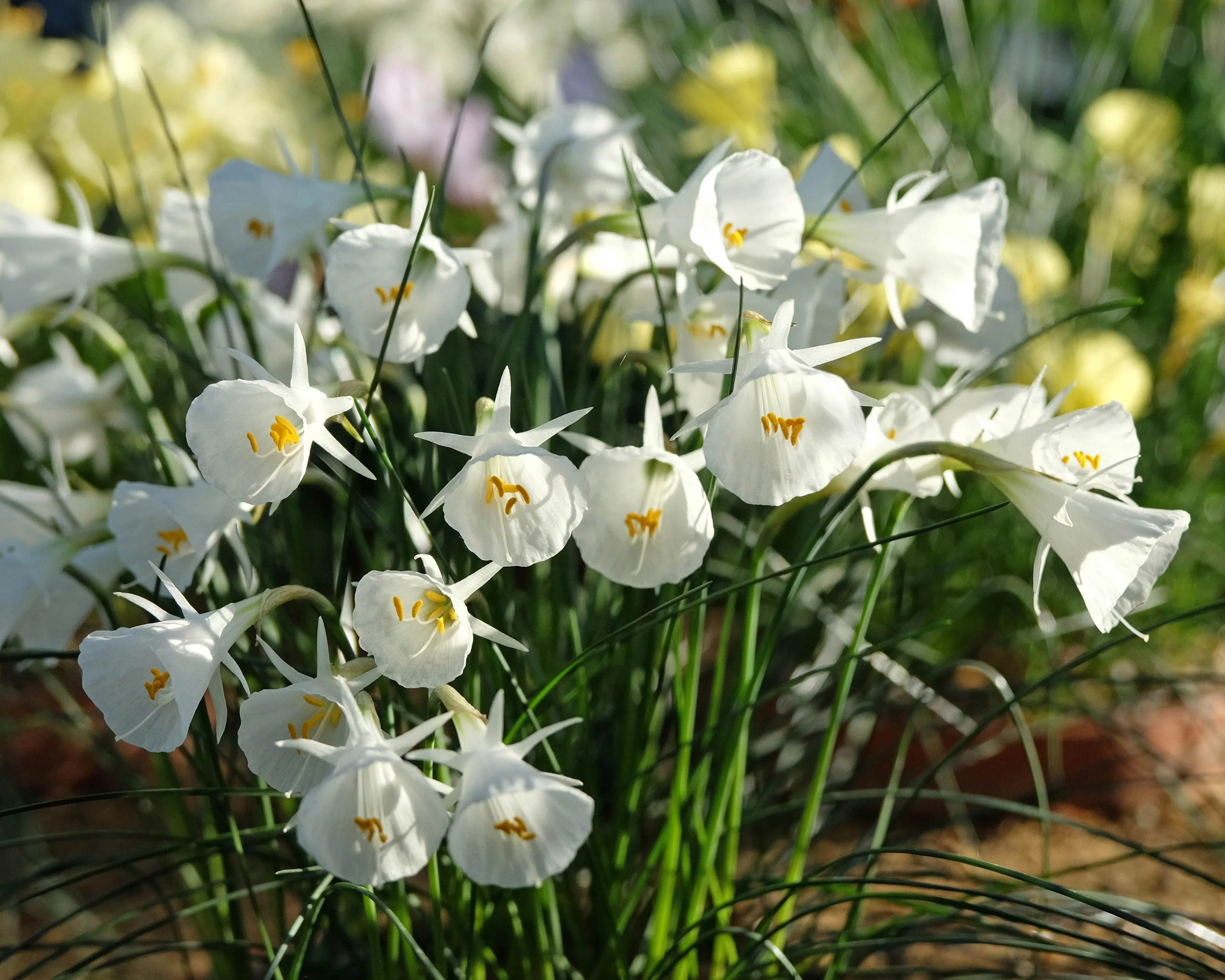 Narcissus 'White Petticoat' - Image 7