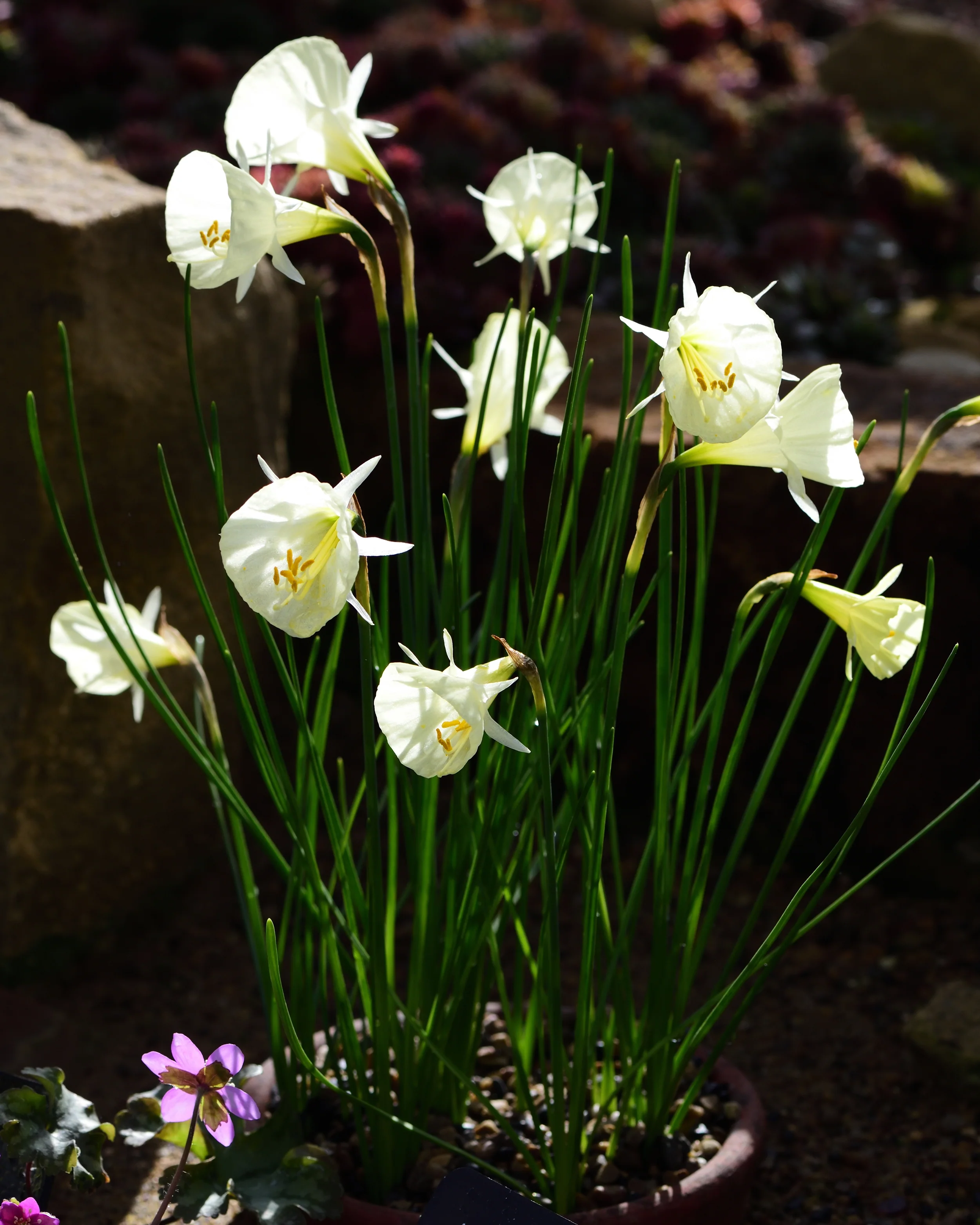 Narcissus 'White Petticoat' - Image 8