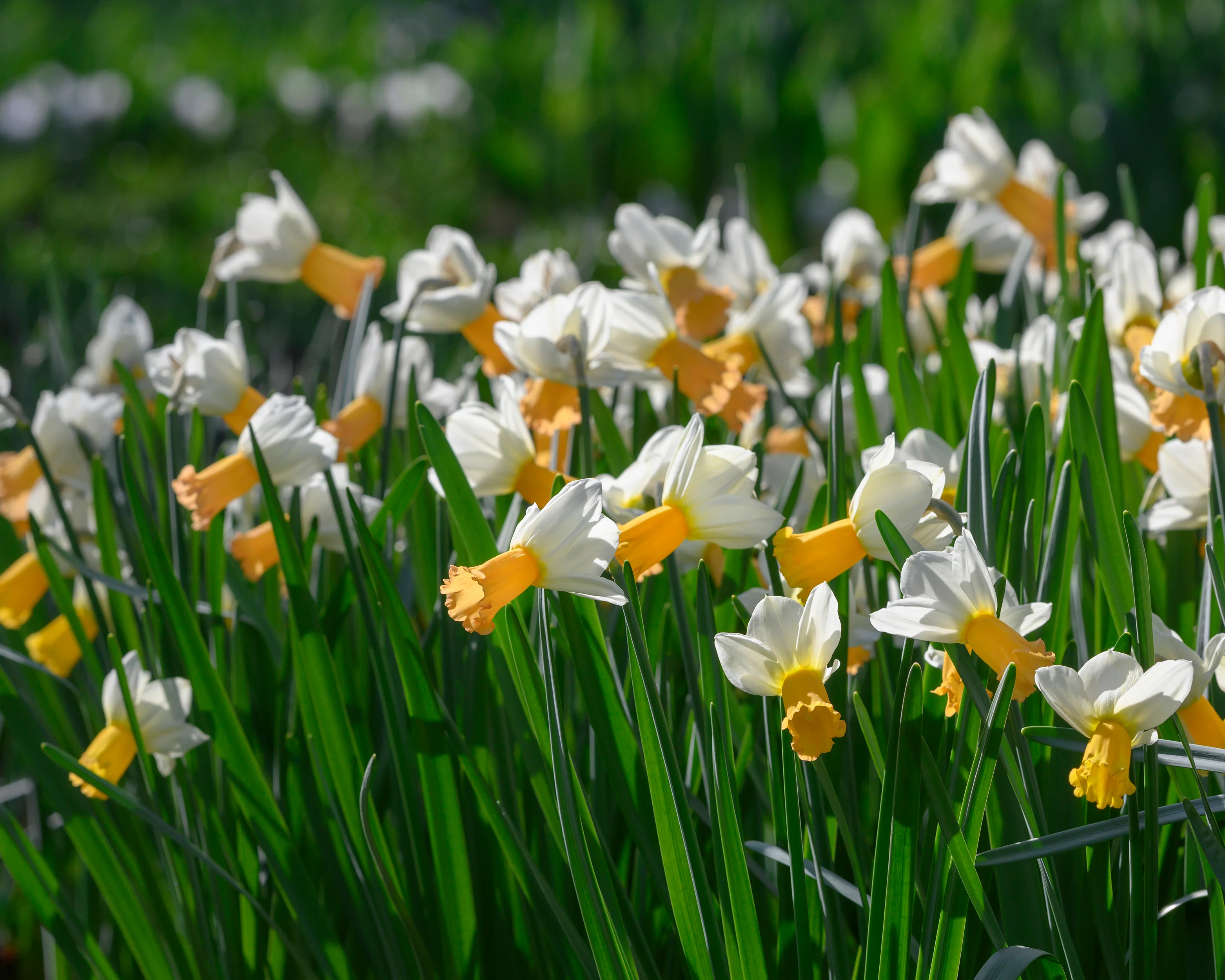 Narcissus 'Winter Waltz' - Image 4