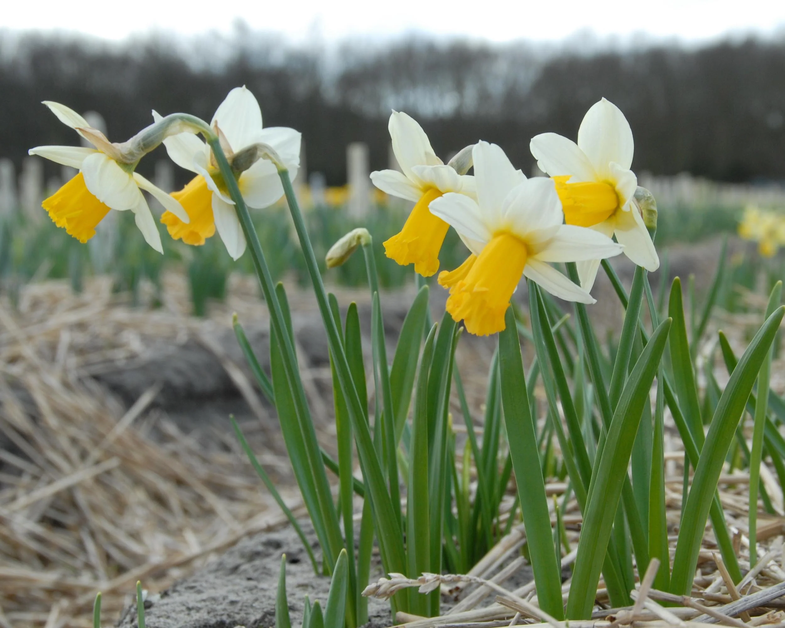 Narcissus 'Winter Waltz' - Image 6